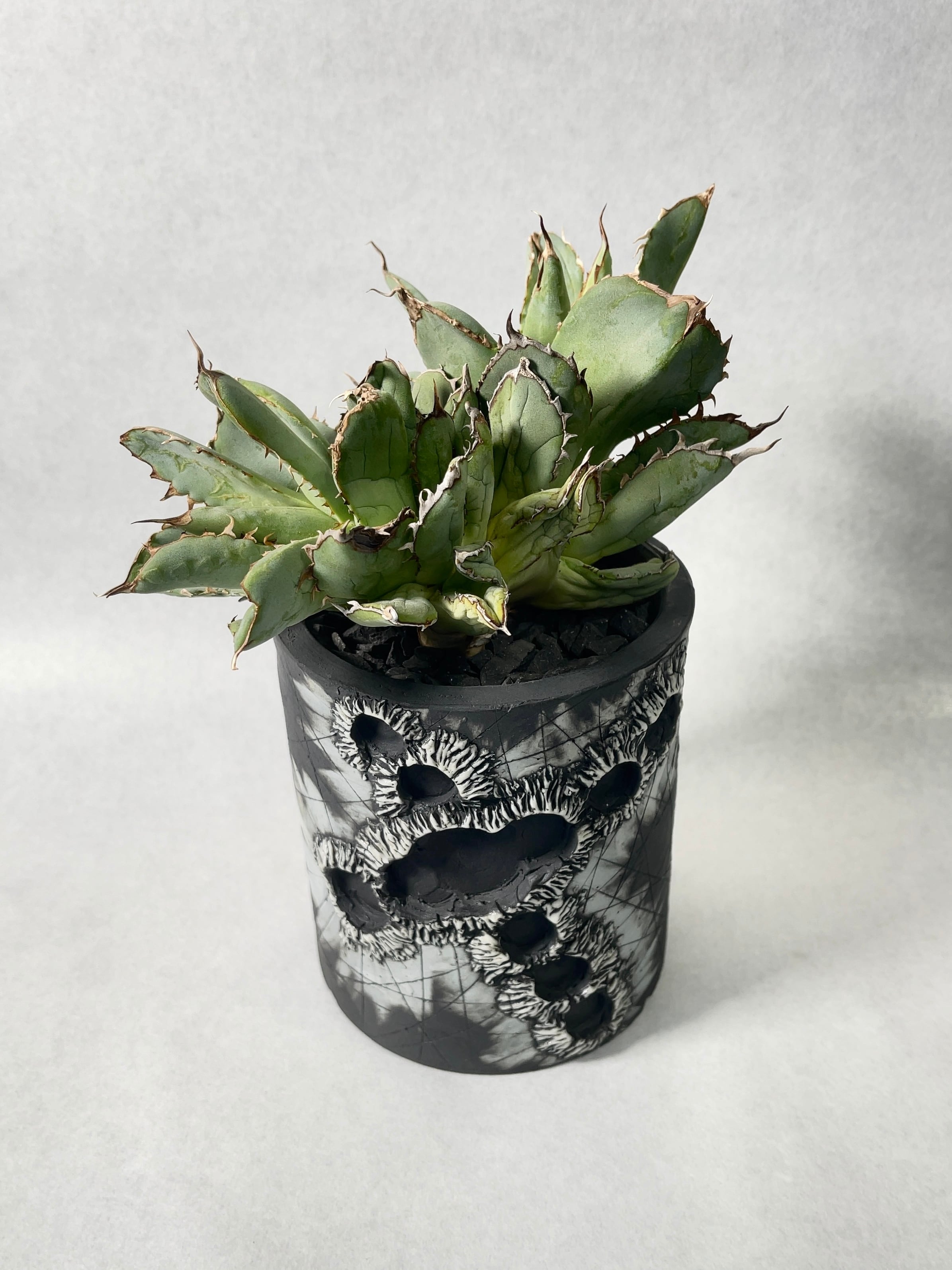 アガベ・フィリグリーデビル | trigger