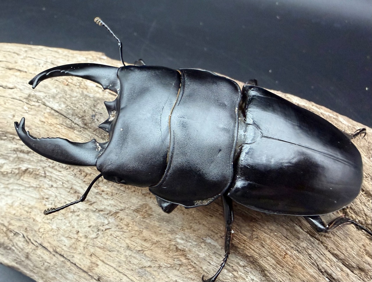 【WD】《アルキデスヒラタ ベンク－ル産 91mm ペア》