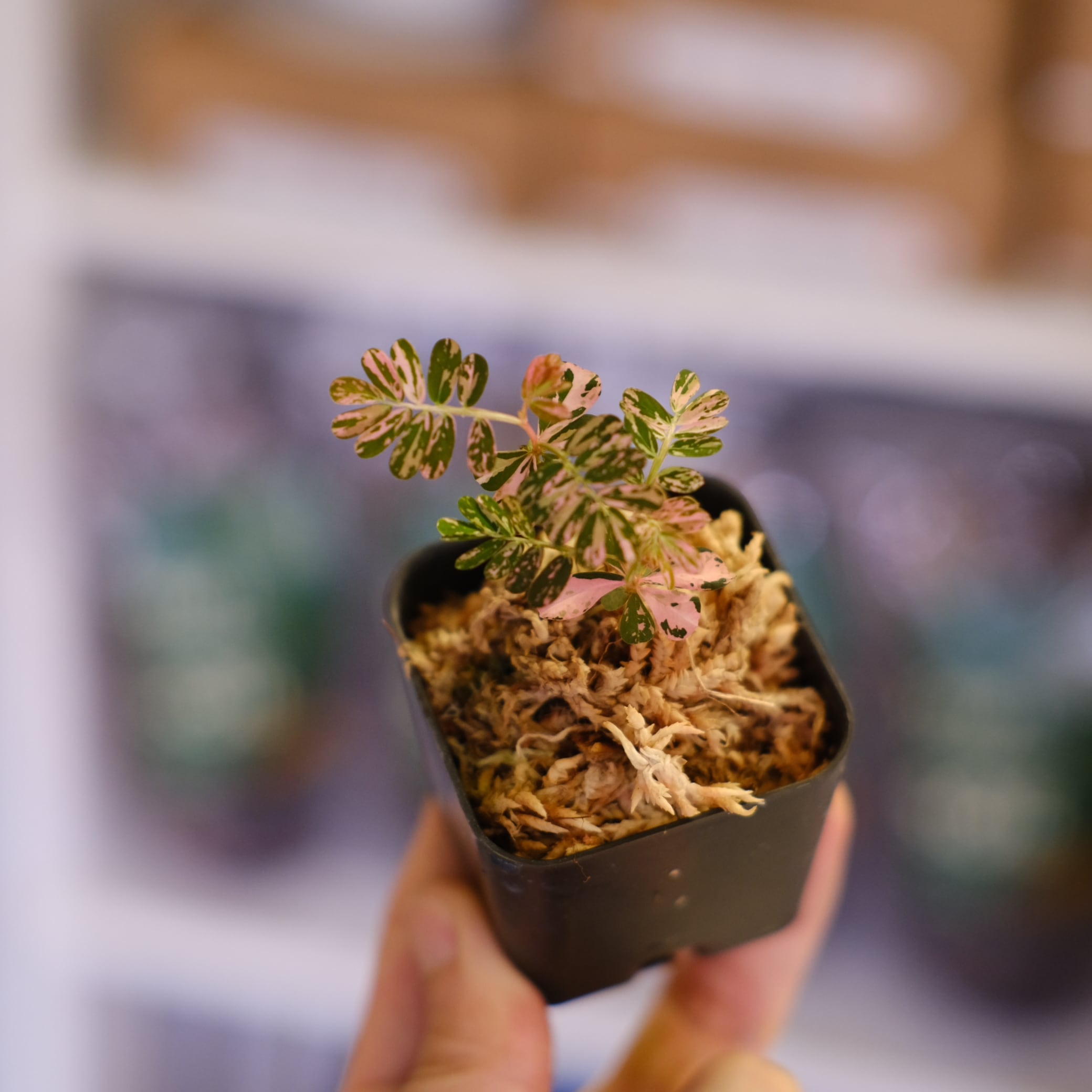 価格】で探す | tokyoplants (トーキョープランツ)｜希少な観葉植物専門店
