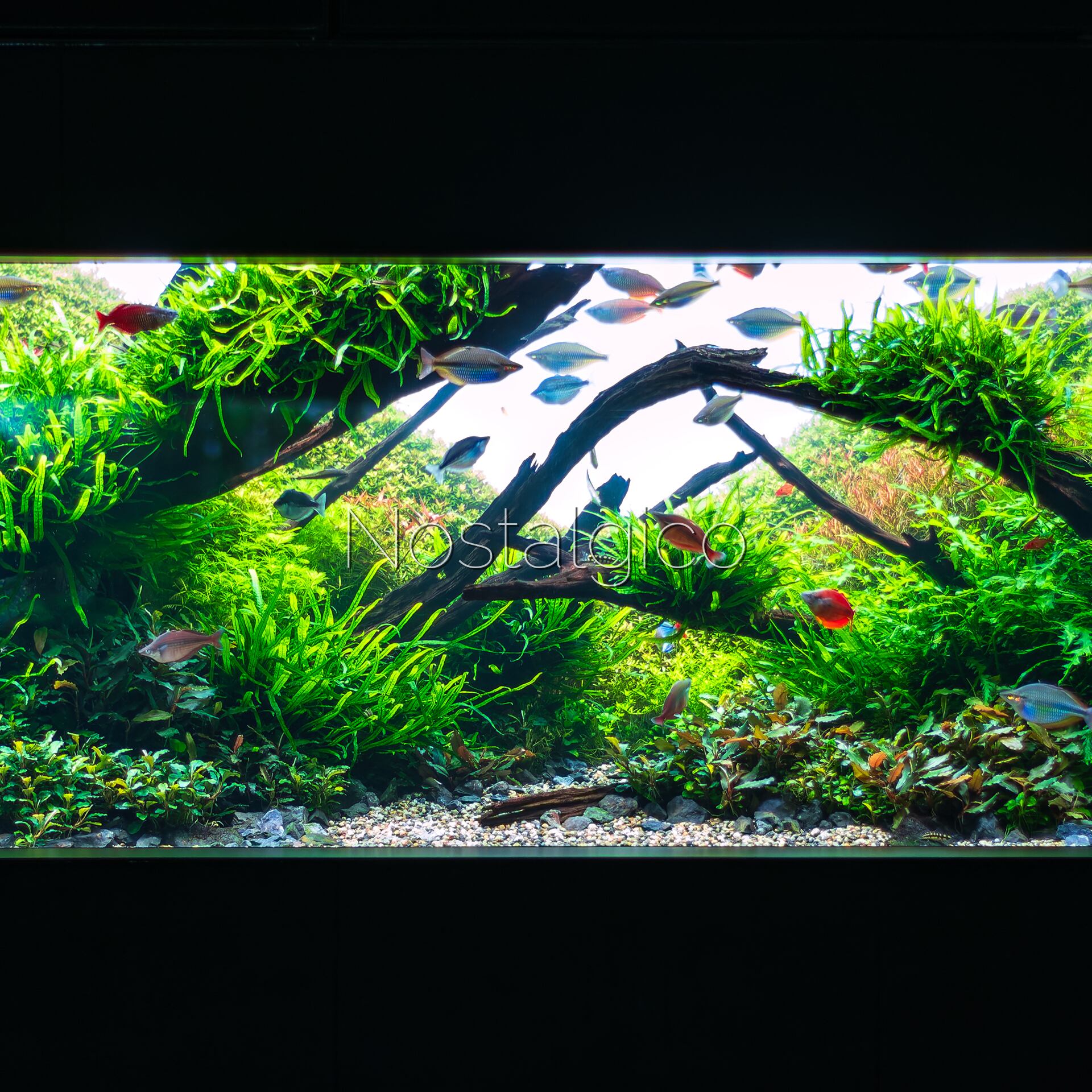 水槽 icchimama ガラス水槽 アクロ90スリム 90×30×36cm 180サイズ | チャーム