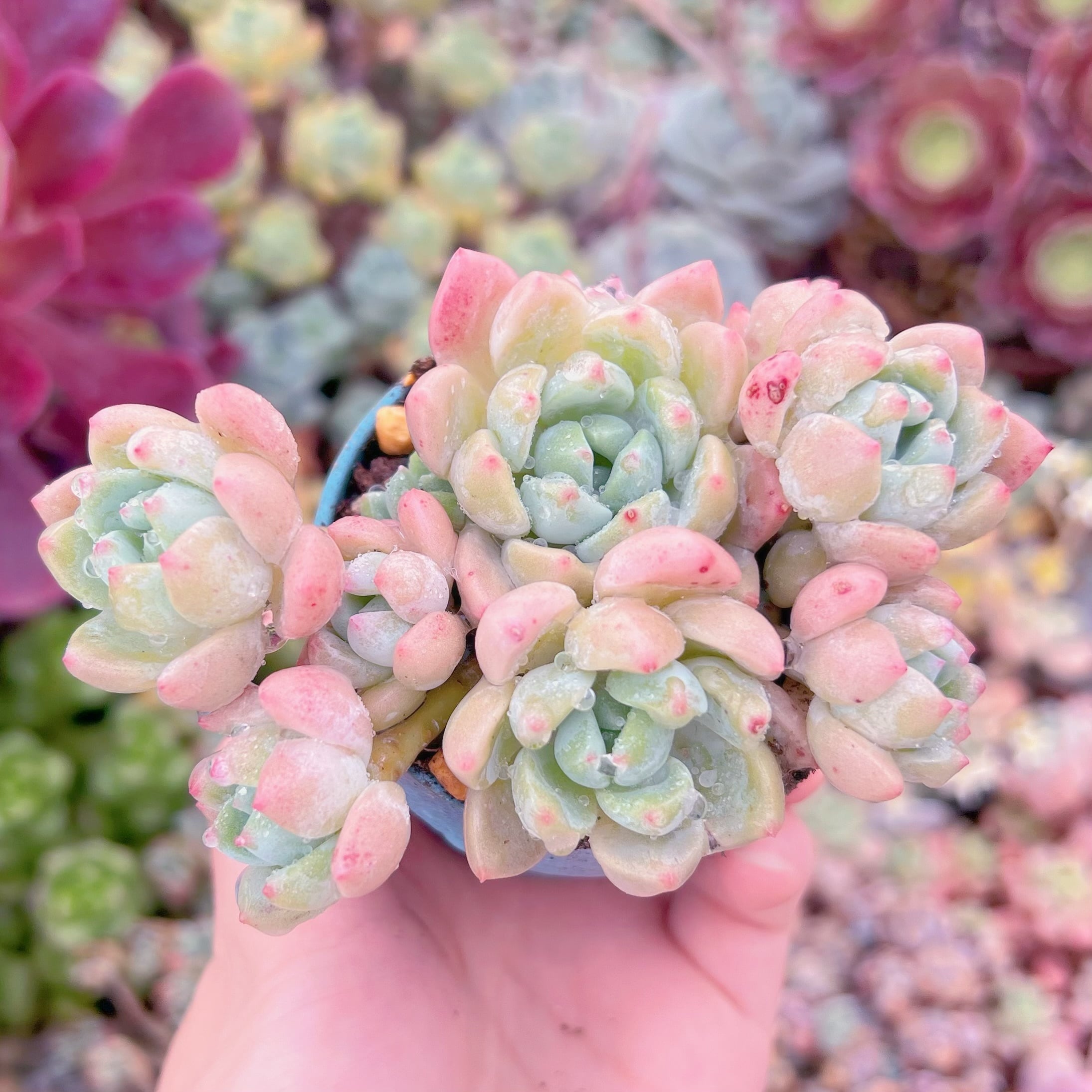 現品　千本桜#F233　るる農園