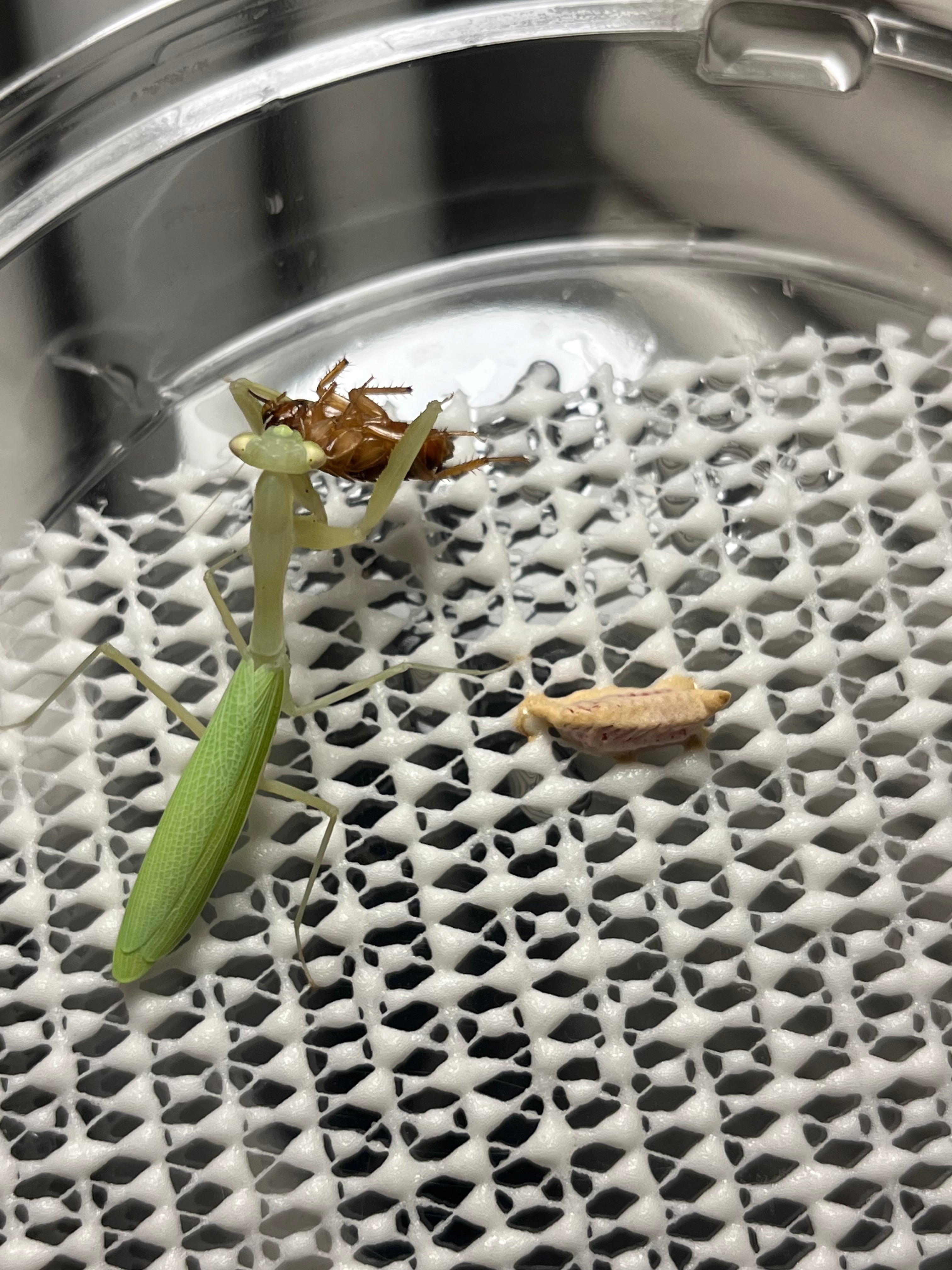 単為生殖卵】エジプシャンピグミーマンティスムカデセンチピード