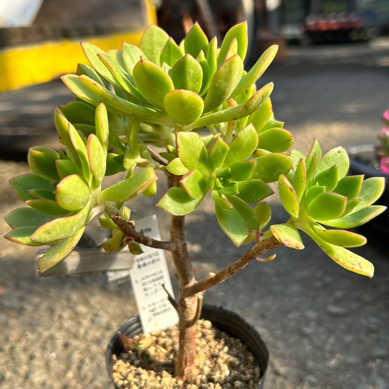 パフ アエオニウム | RuPo 多肉植物専門店