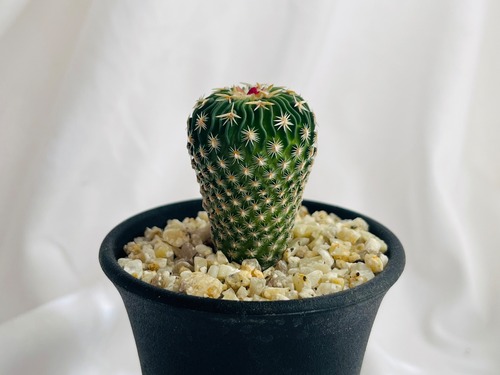 Echinofossulocactus phyllacanthus　エキノフォスロカクタス　白玉 　サボテン