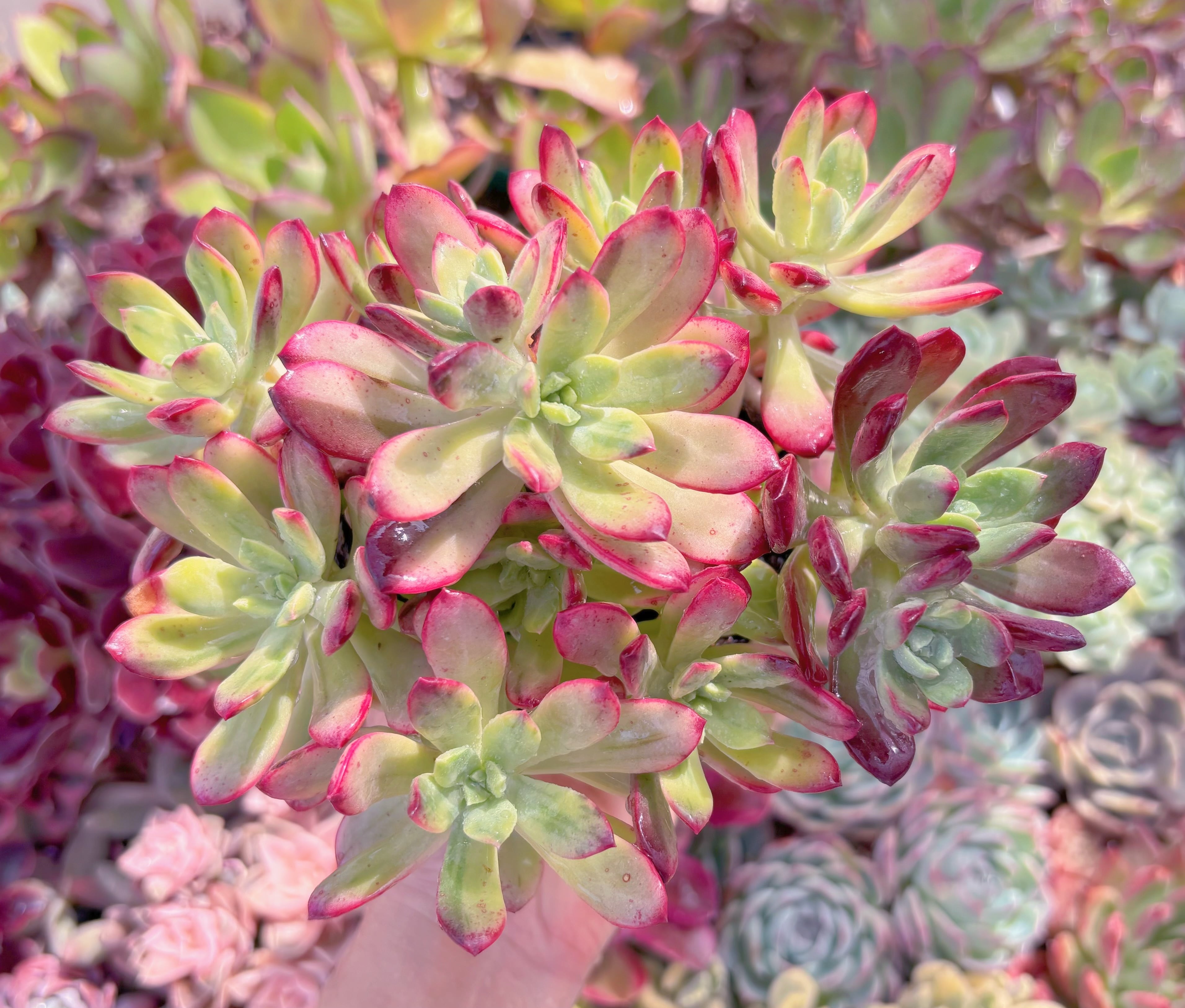 現品　ミニベル錦#652   群生　るる農園