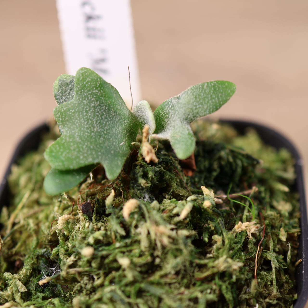 700『ビカクシダ ウィリンキー Masayu TC』 観葉植物【送料無料
