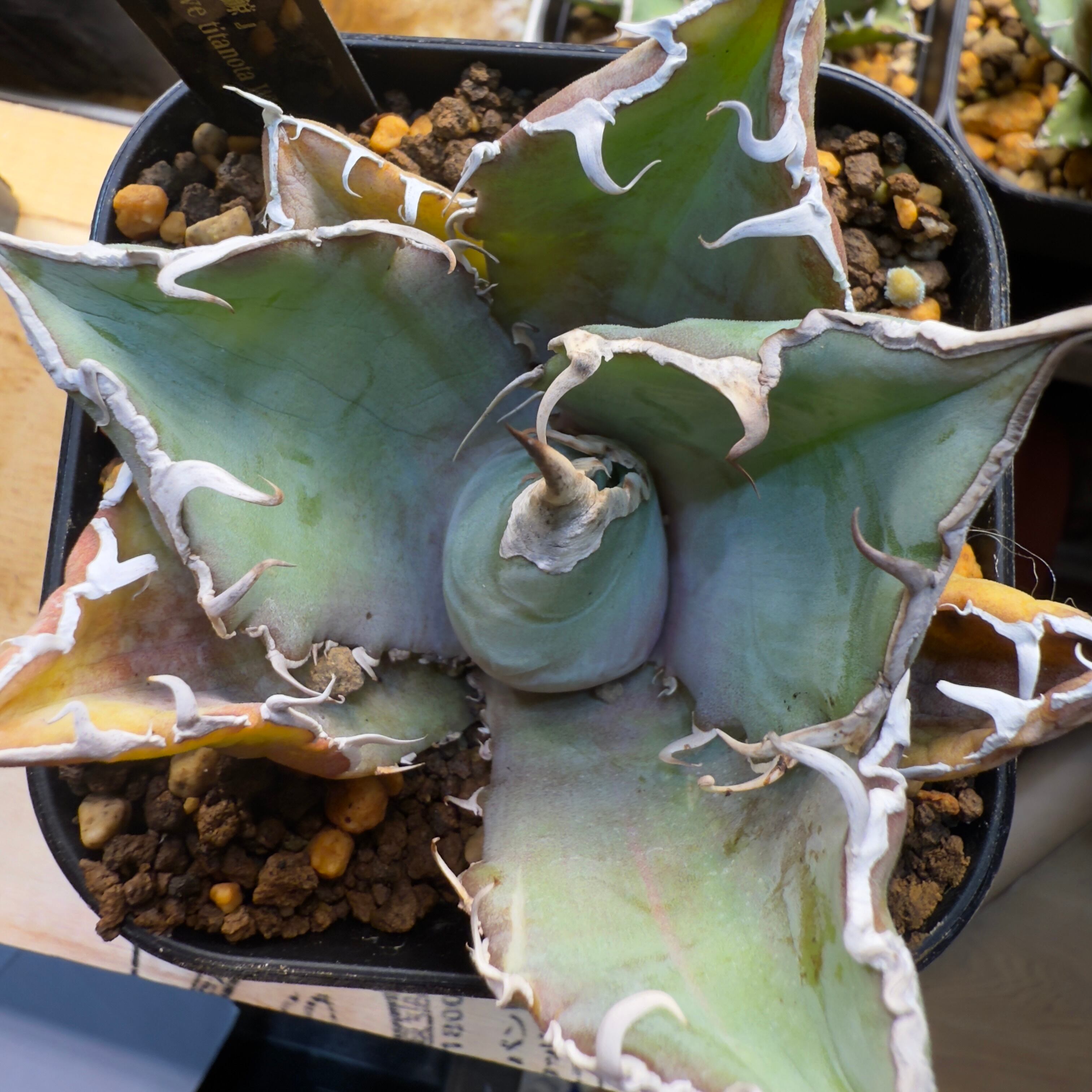 多肉植物 【特選】 アガベ agave titanota チタノタ『狼人』 4 | INTER