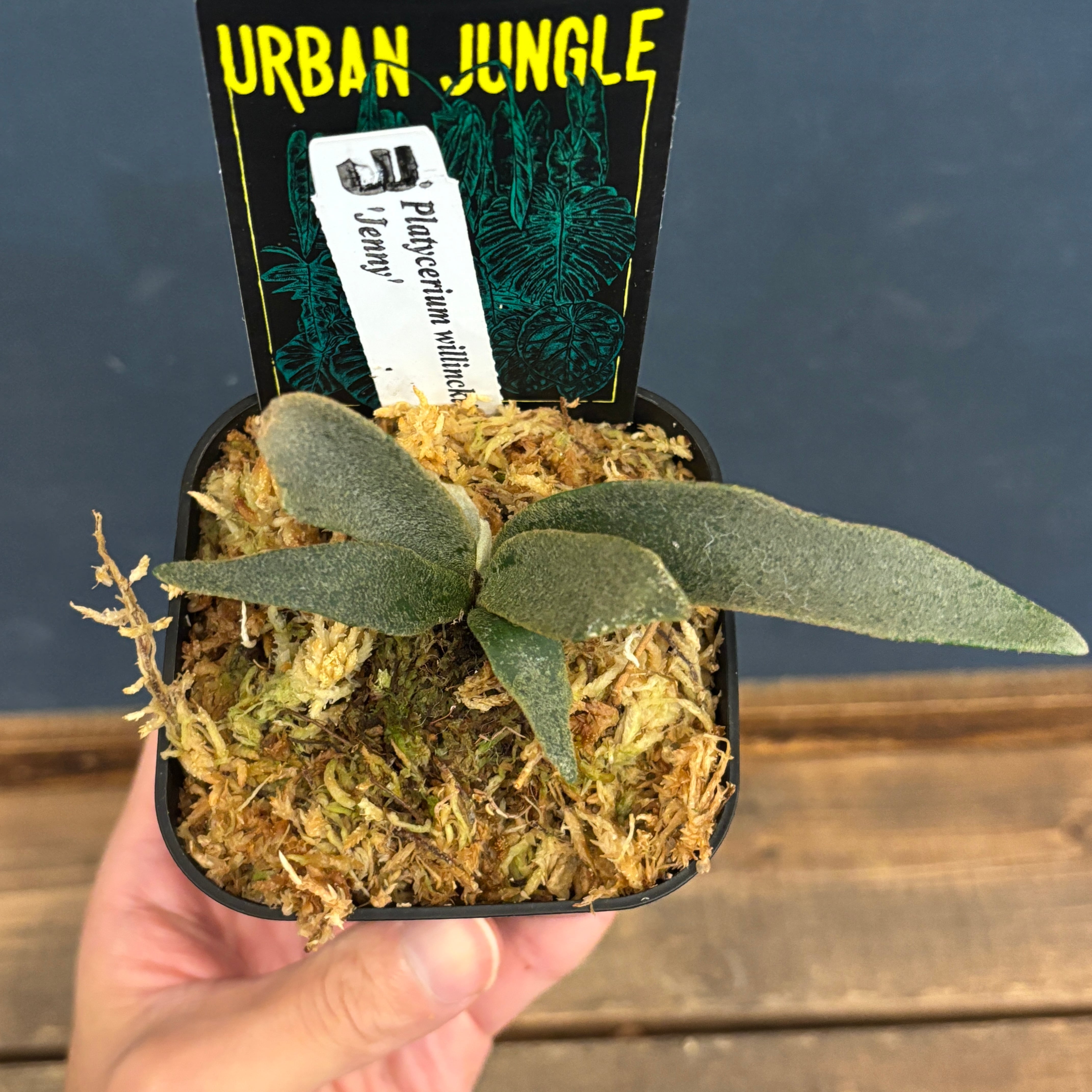 ビカクシダ P 楽天市場】ビカクシダ P.willinckii'Double A'(P.willnckii'A