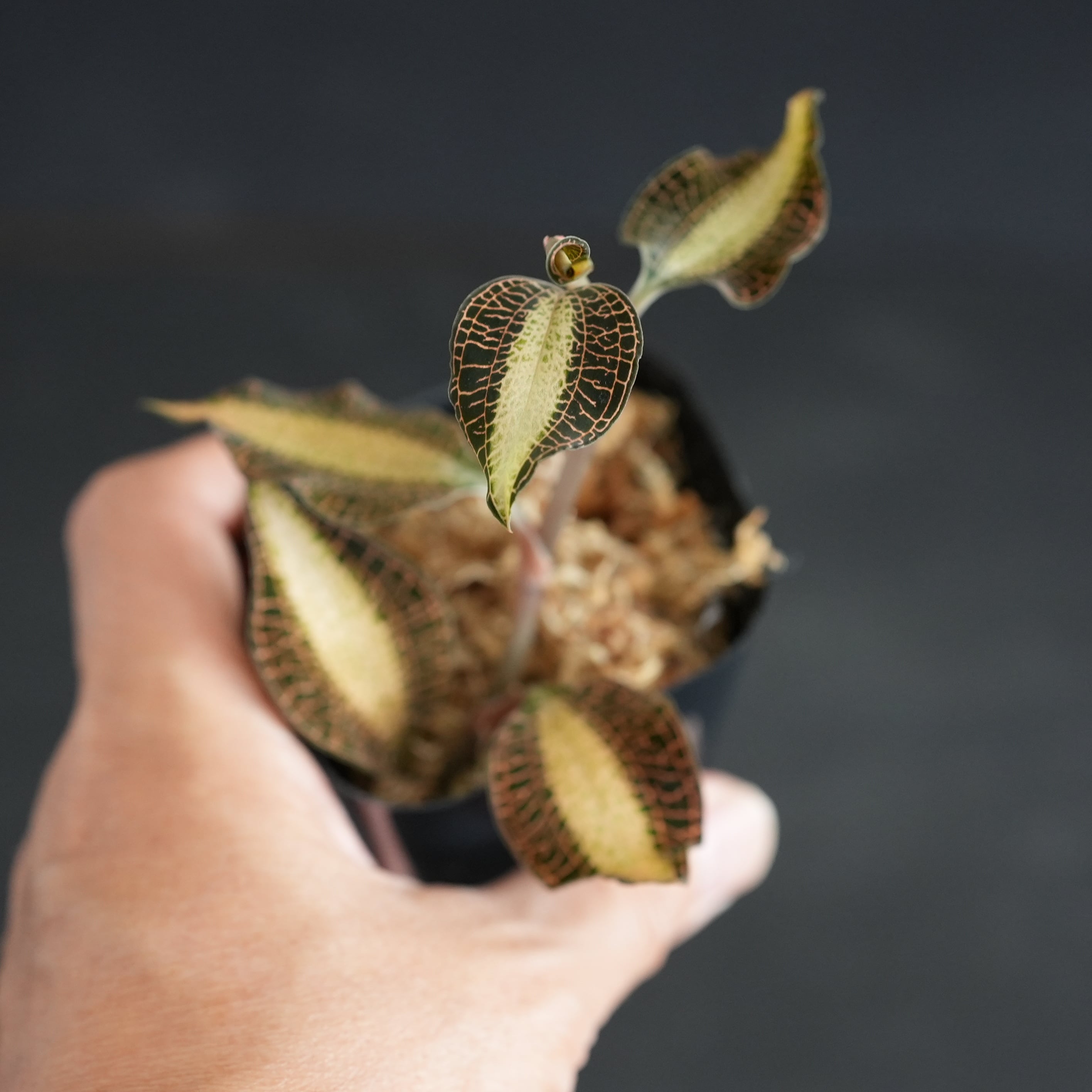 ◆現品◆Anoectochilus roxburghii 'Milky Way'【ジュエルオーキッド宝石蘭/TheGAKI】#876