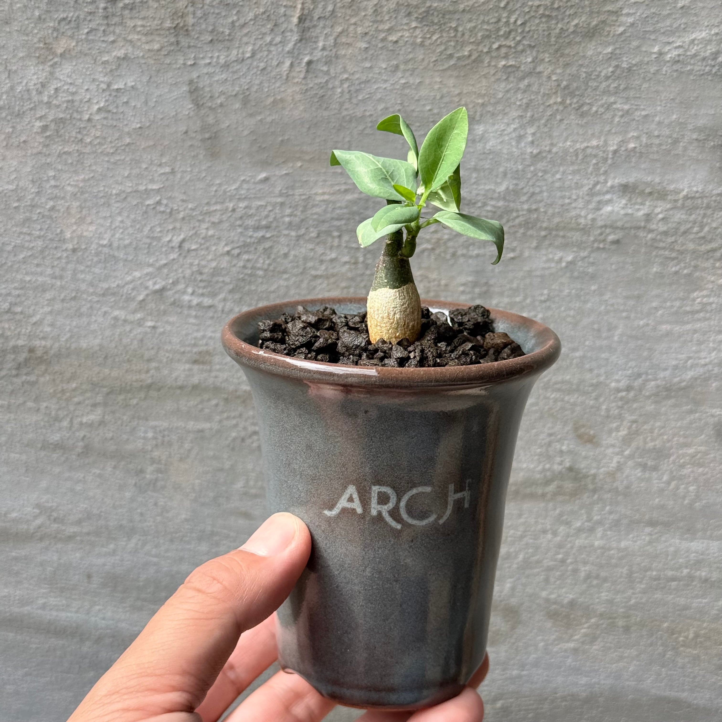 植物 | A-PLANTS
