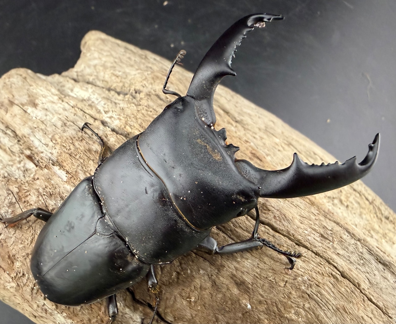 【WD】《ミンダナオヒラタ キダパワン産 85mm ペア》