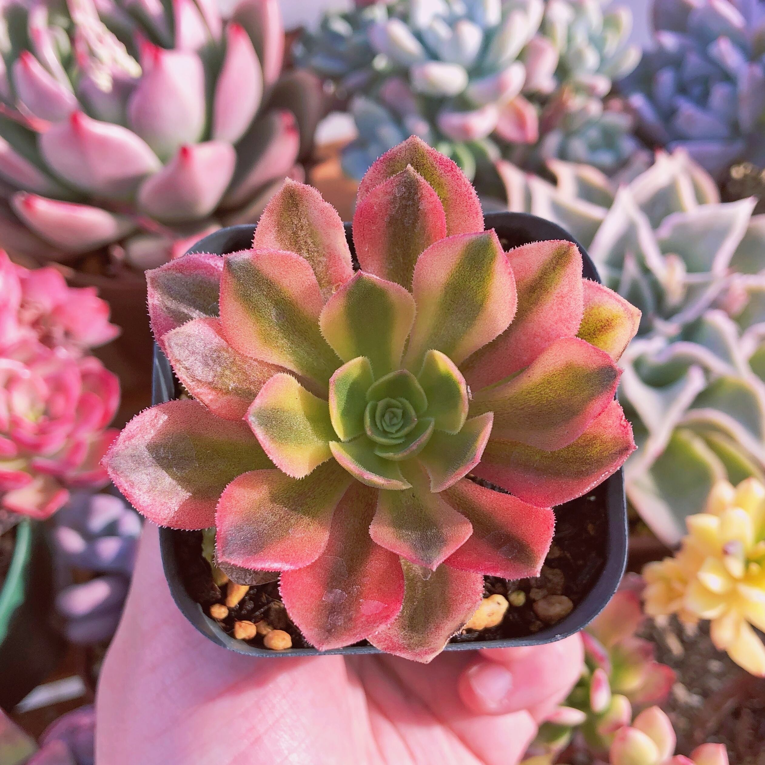 超レア　多肉植物　ビーナス