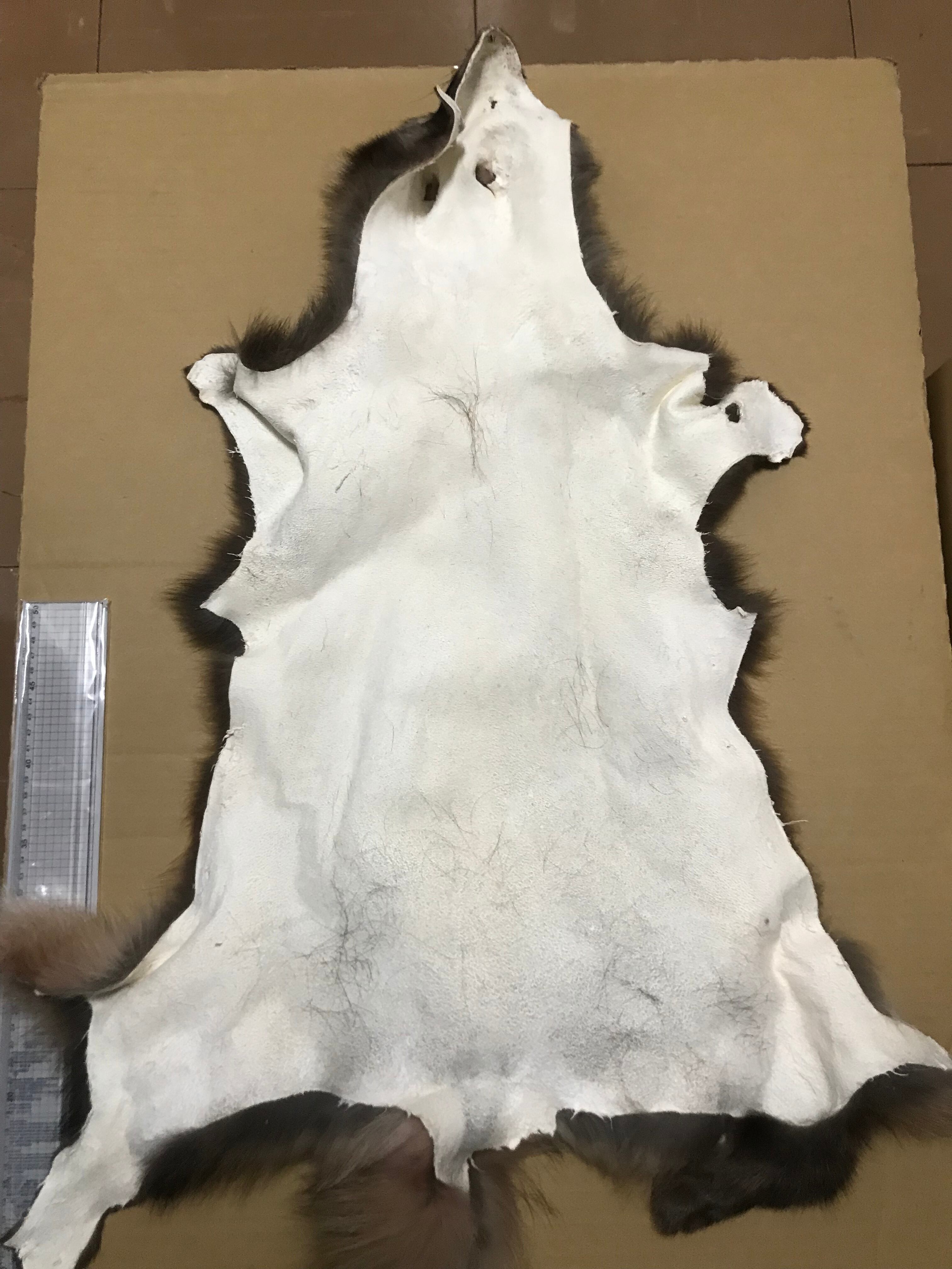 毛皮】尻尾 ニホンイタチ 14cm A品 @900円の一例 在庫54本 貴重