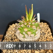 ユーフォルビア サピニー【621】