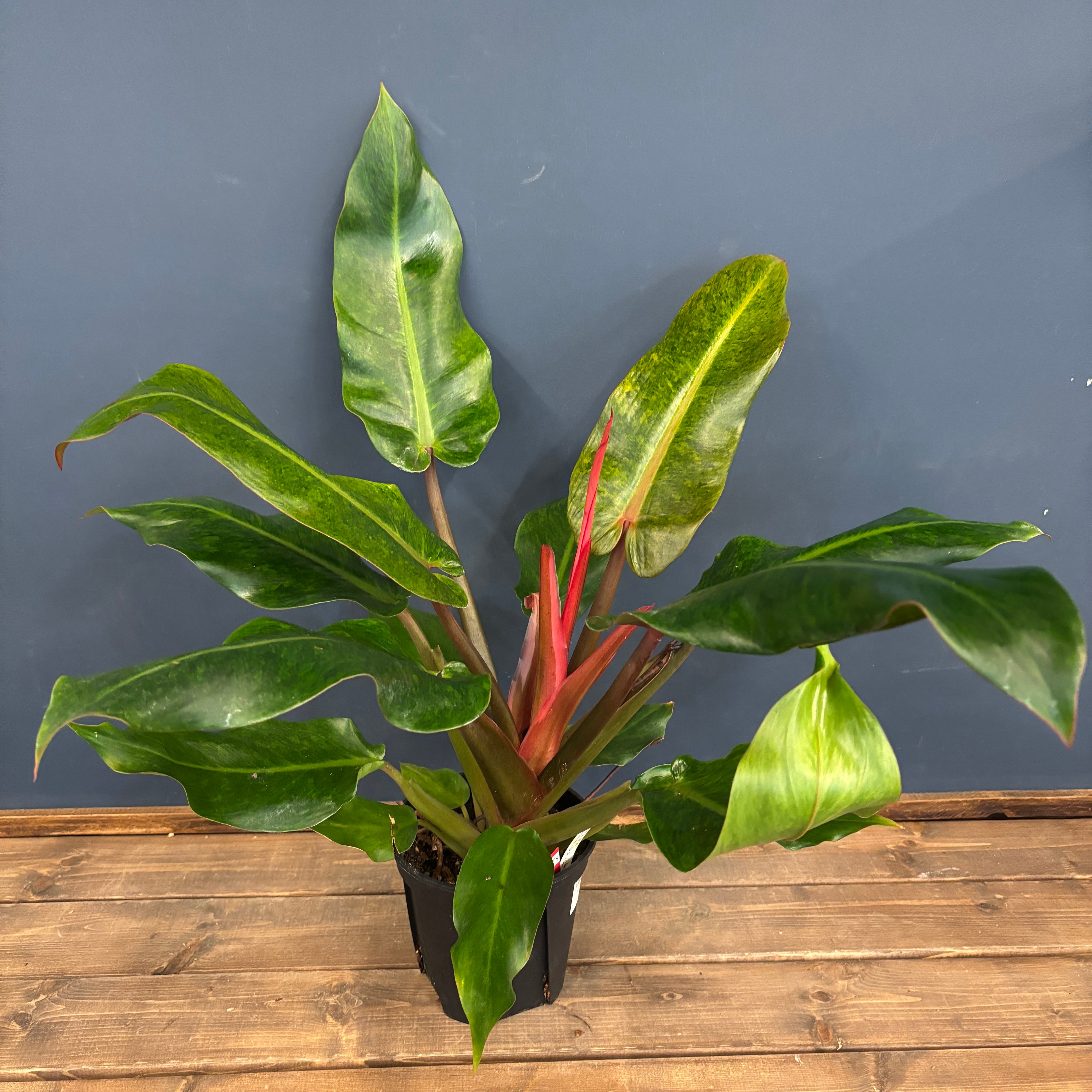 パキポディウム ウィンゾリー【368】 | PROTOLEAF プロトリーフ