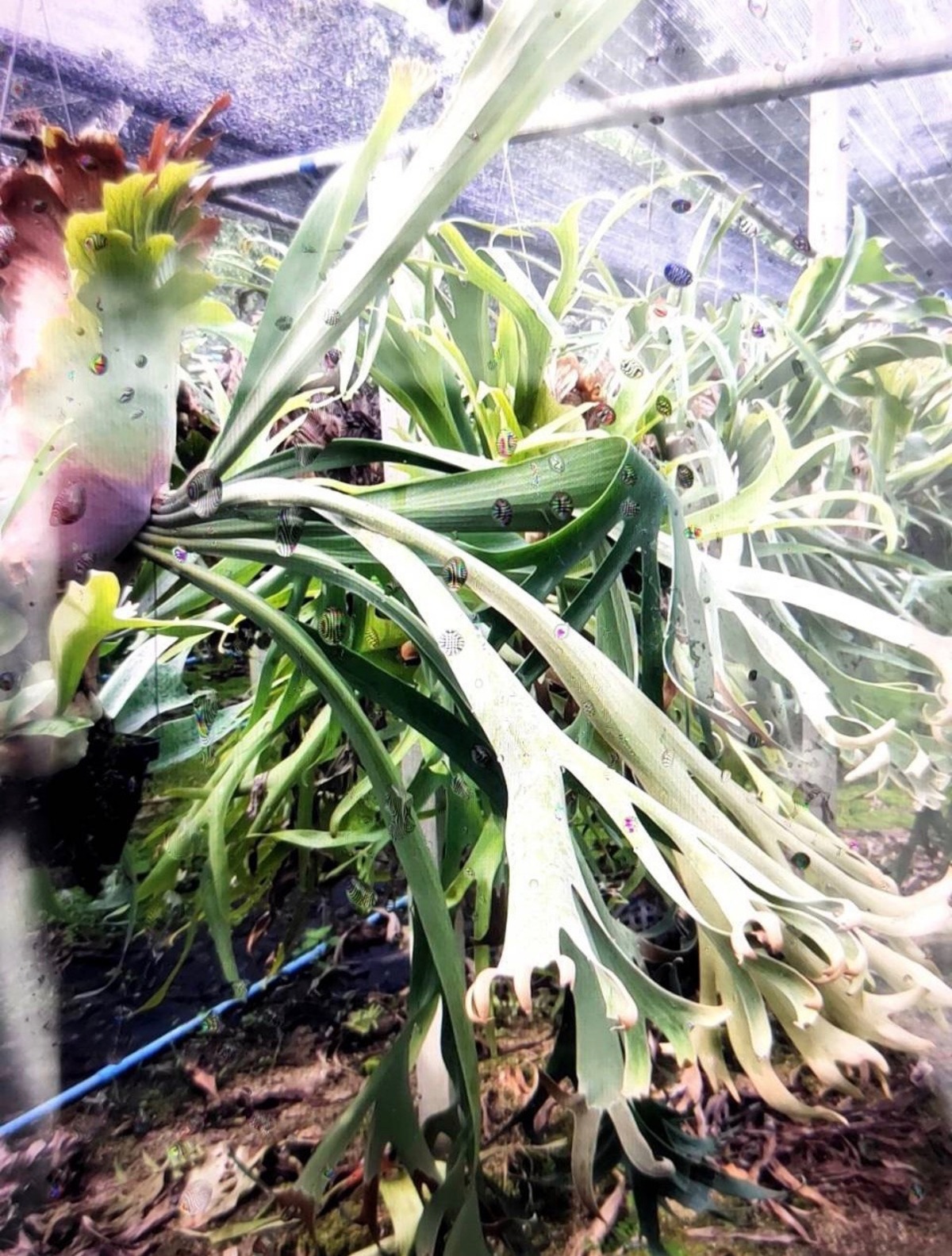 P. Willinckii cv. Nami 【artPLANTs】ビカクシダ/Platycerium  