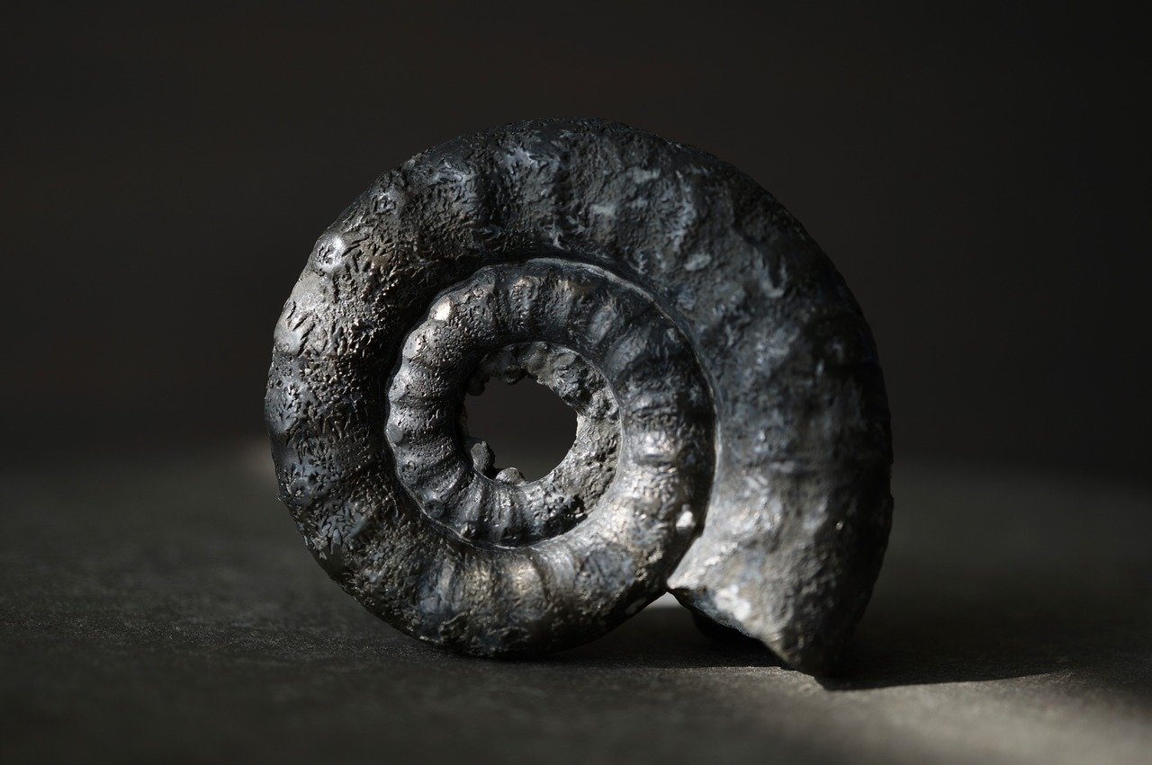 イギリス産黄鉄鉱化アンモナイト  Pyritized Ammonite 2314