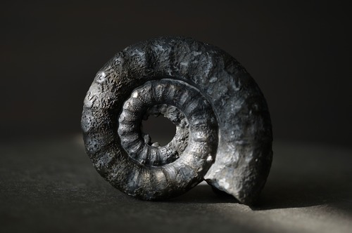 イギリス産黄鉄鉱化アンモナイト  Pyritized Ammonite 2314