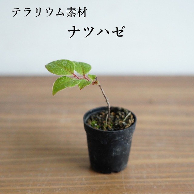 ナツハゼ Vaccinium oldhamii　苔テラリウム作製用素材◆盆栽テラリウム