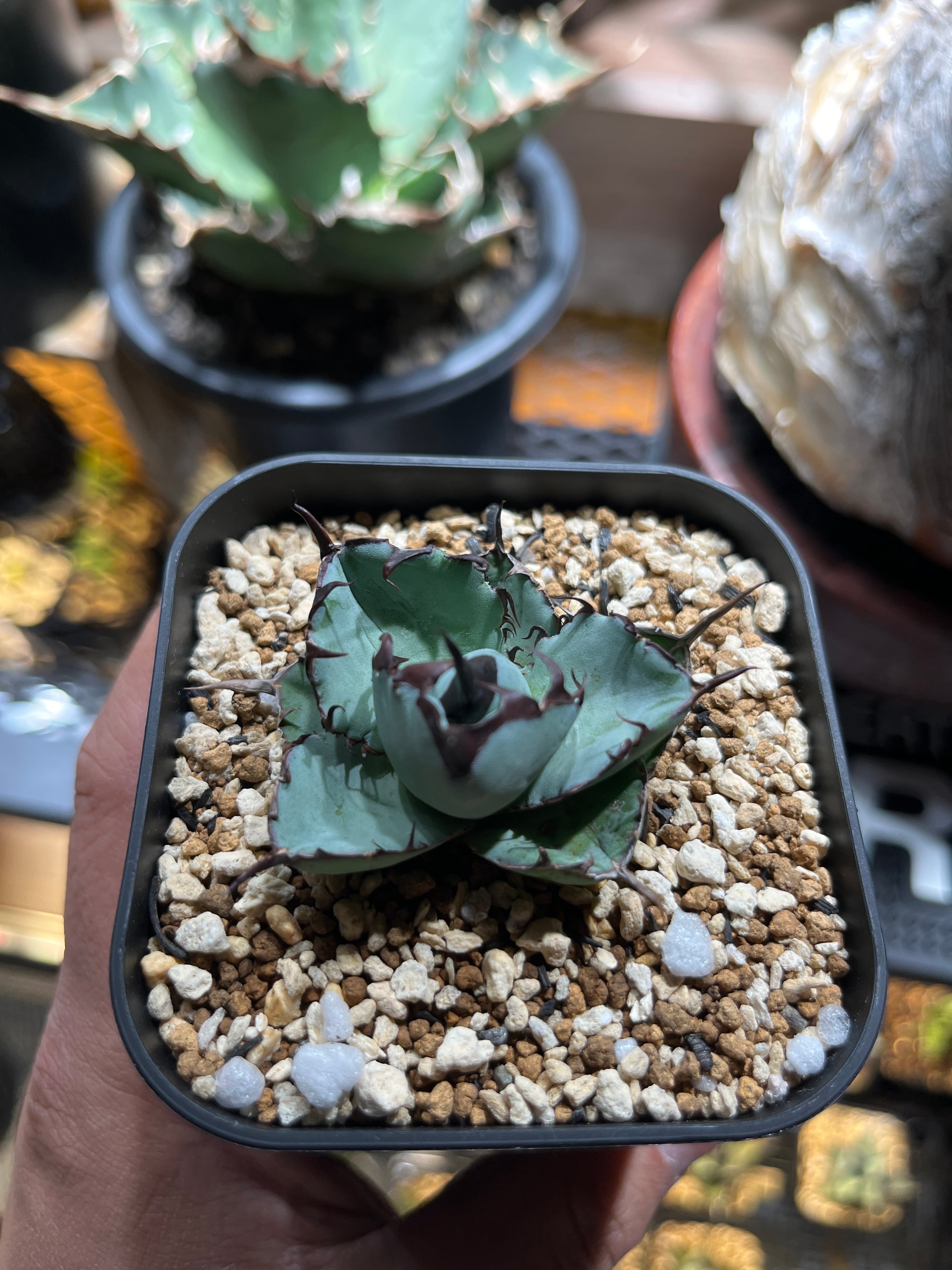 アガベ オテロイ 実生 選抜 ムチムチ まん丸 ボールタイプ アガベ