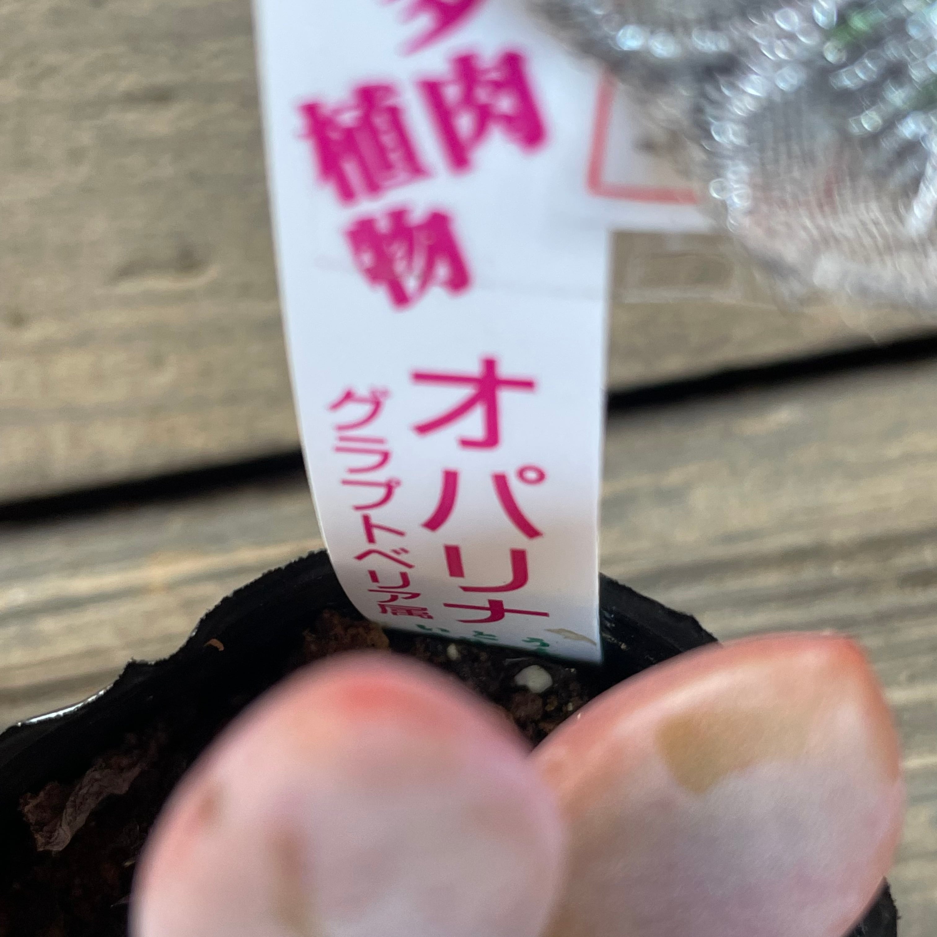 オパリナ | RuPo 多肉植物専門店