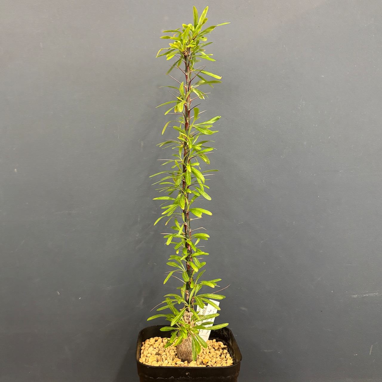 フォークイエリア プルプシー【387】