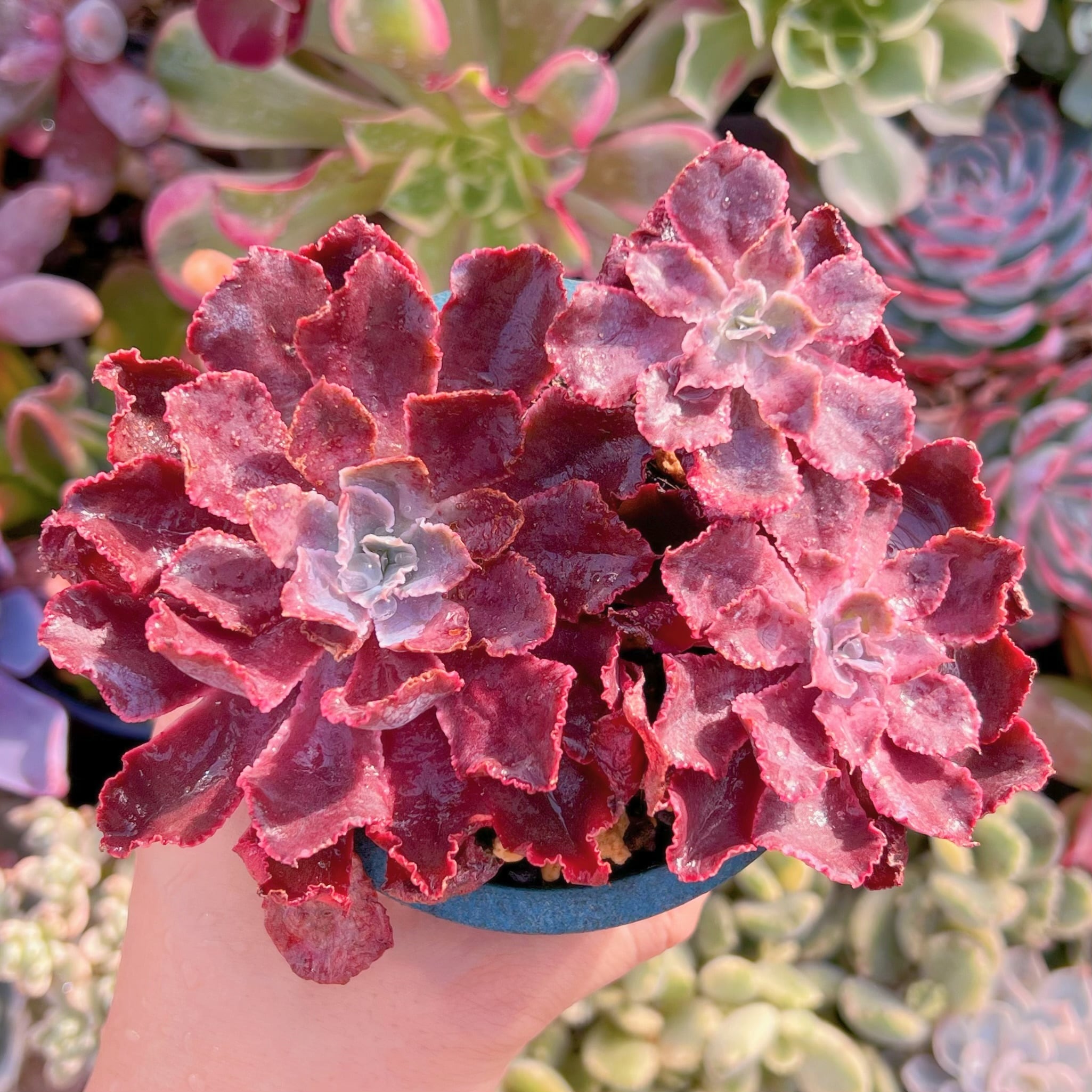 現品　シャビアナ#A86　るる農園