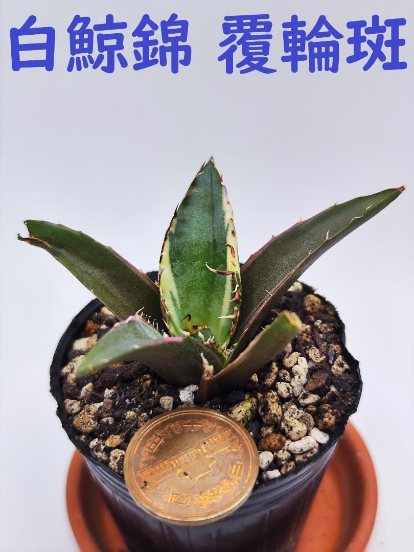 限定価格】アガベ チタノタ 白鯨 白鯨錦 白覆輪 子株 XW05 白鯨錦 覆輪