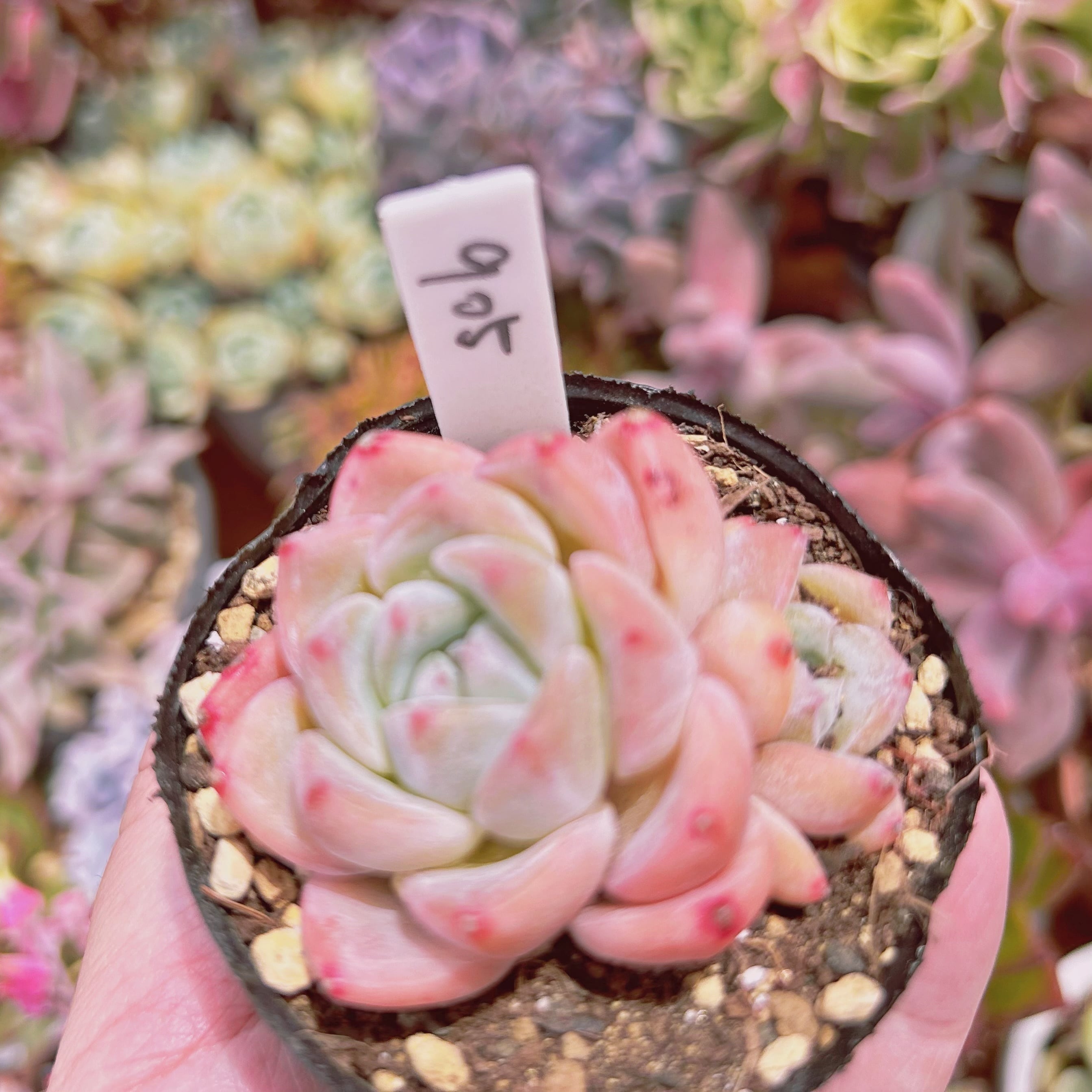 905現物 多肉植物 幻夢 | るる農園~多肉植物専門