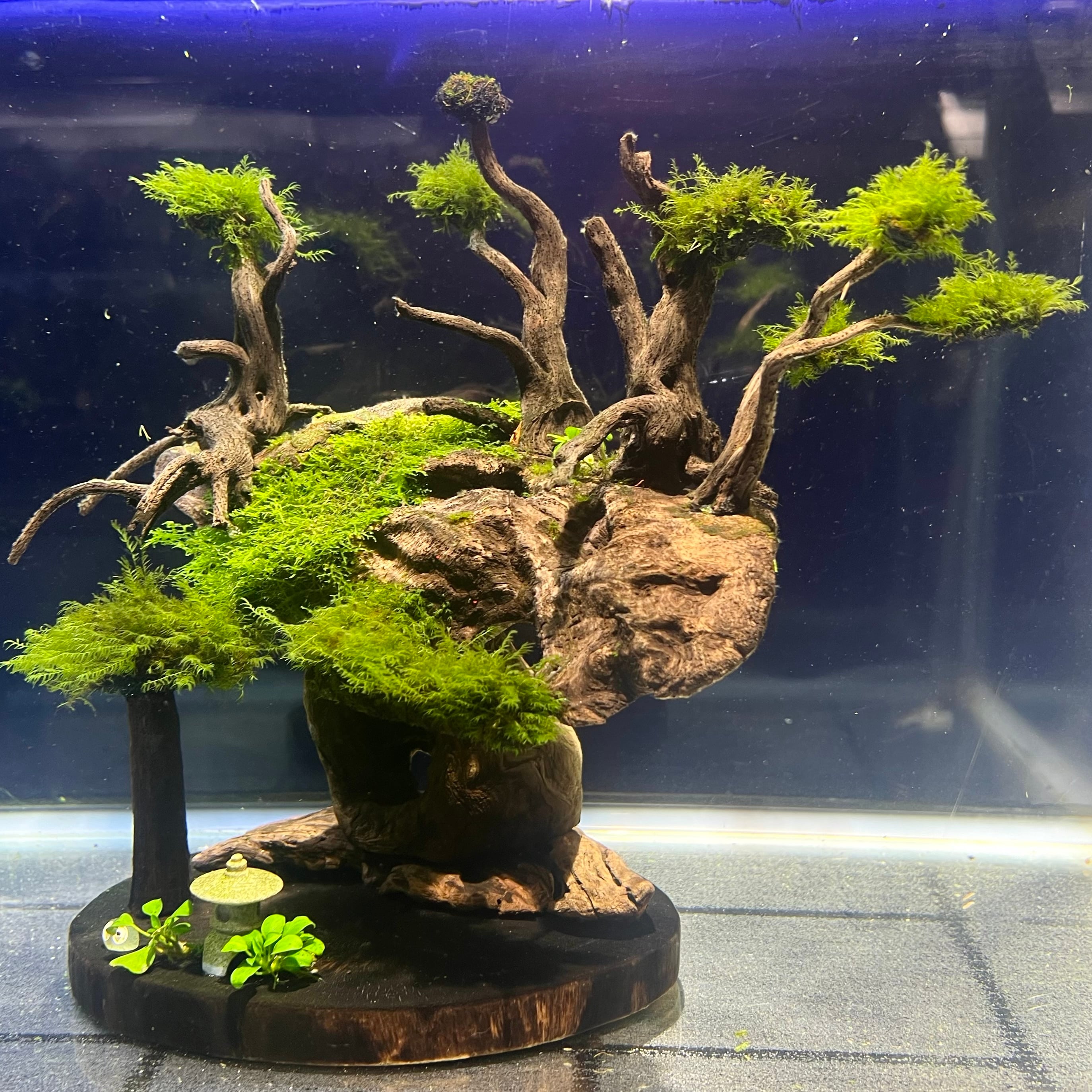 希少・大株】ミクロソリウムsp.サラワクカピットウエスト WILD マザー株