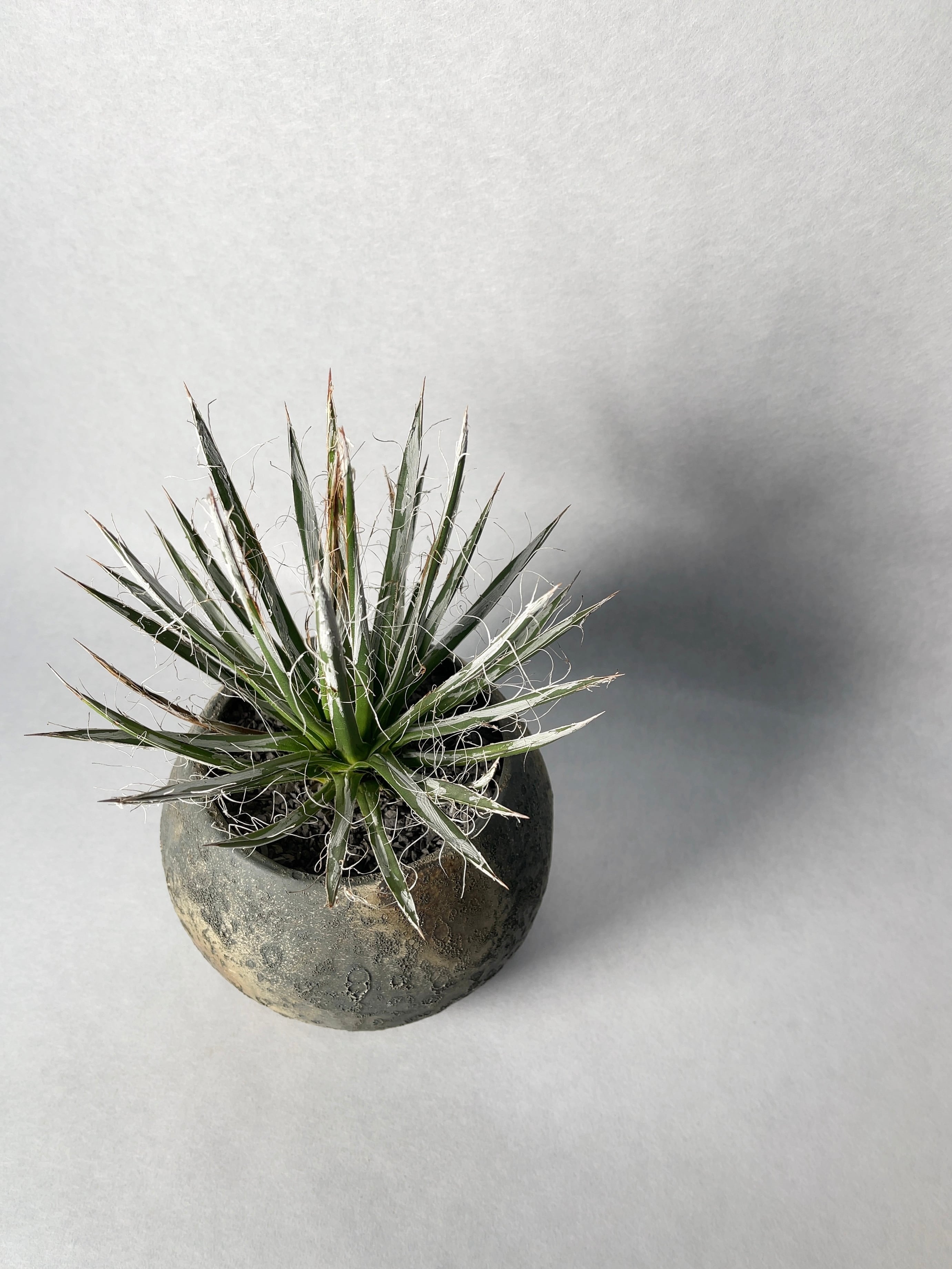 アガベ・樹氷 | trigger