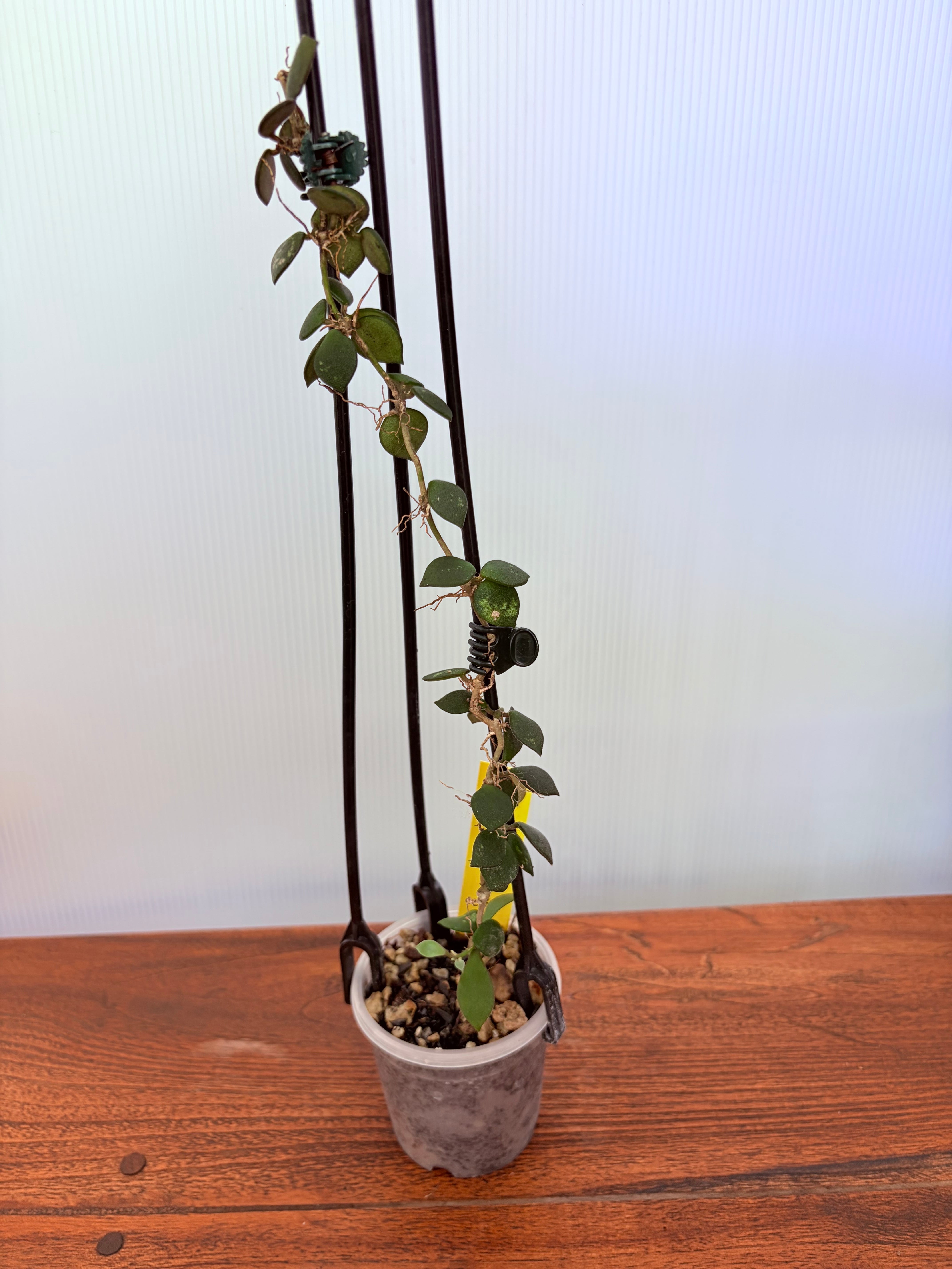 Hoya | BALI-AN 園芸