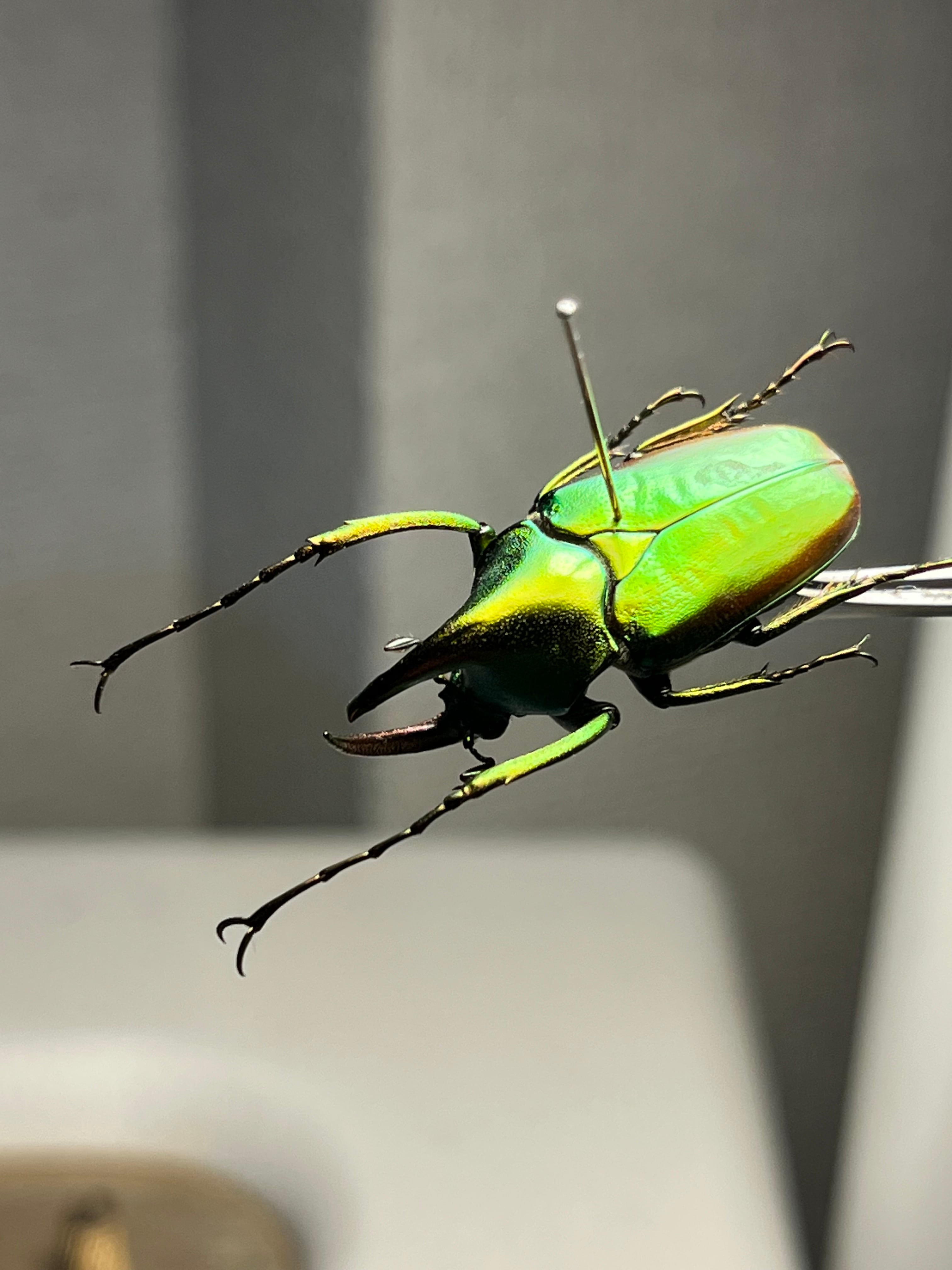 31mm】カブトハナムグリ コガネムシ プラチナコガネ カナブン