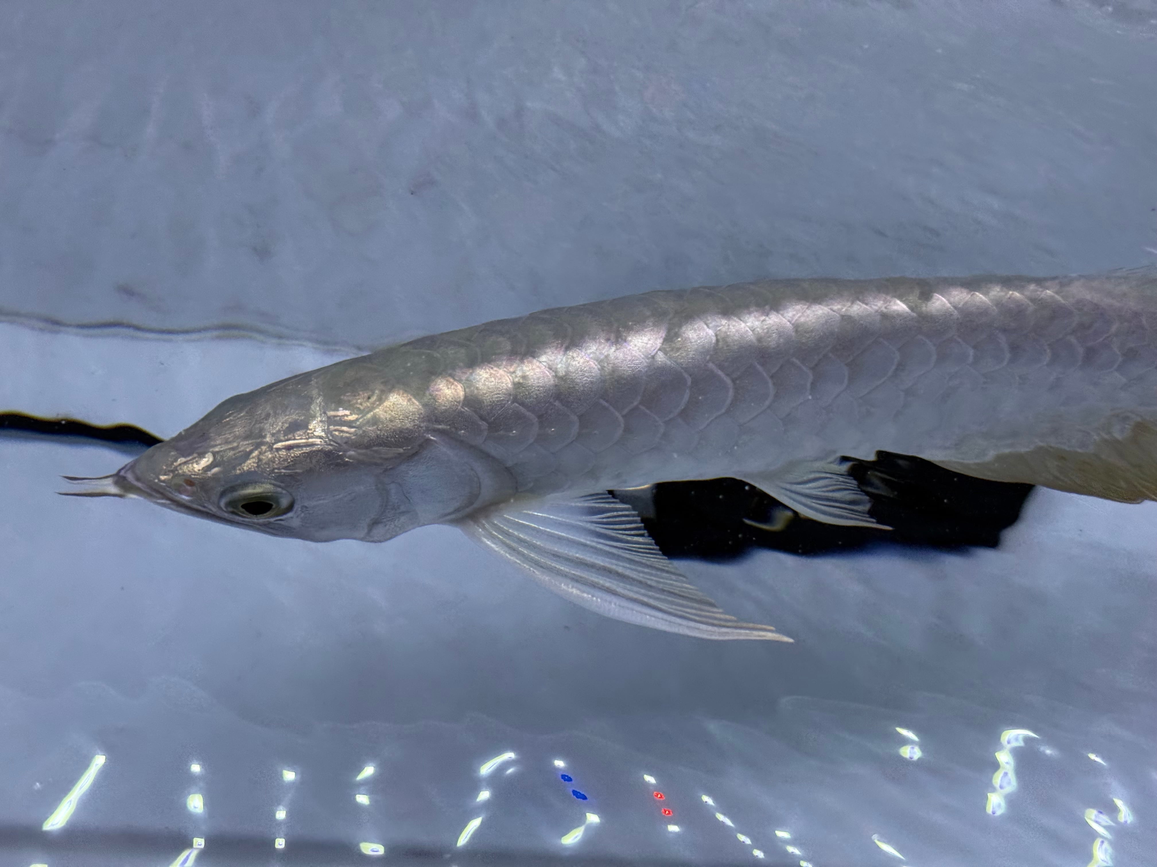 F09 アジアアロワナ 過背金龍 フルゴールデン 28㎝前後 250-007357