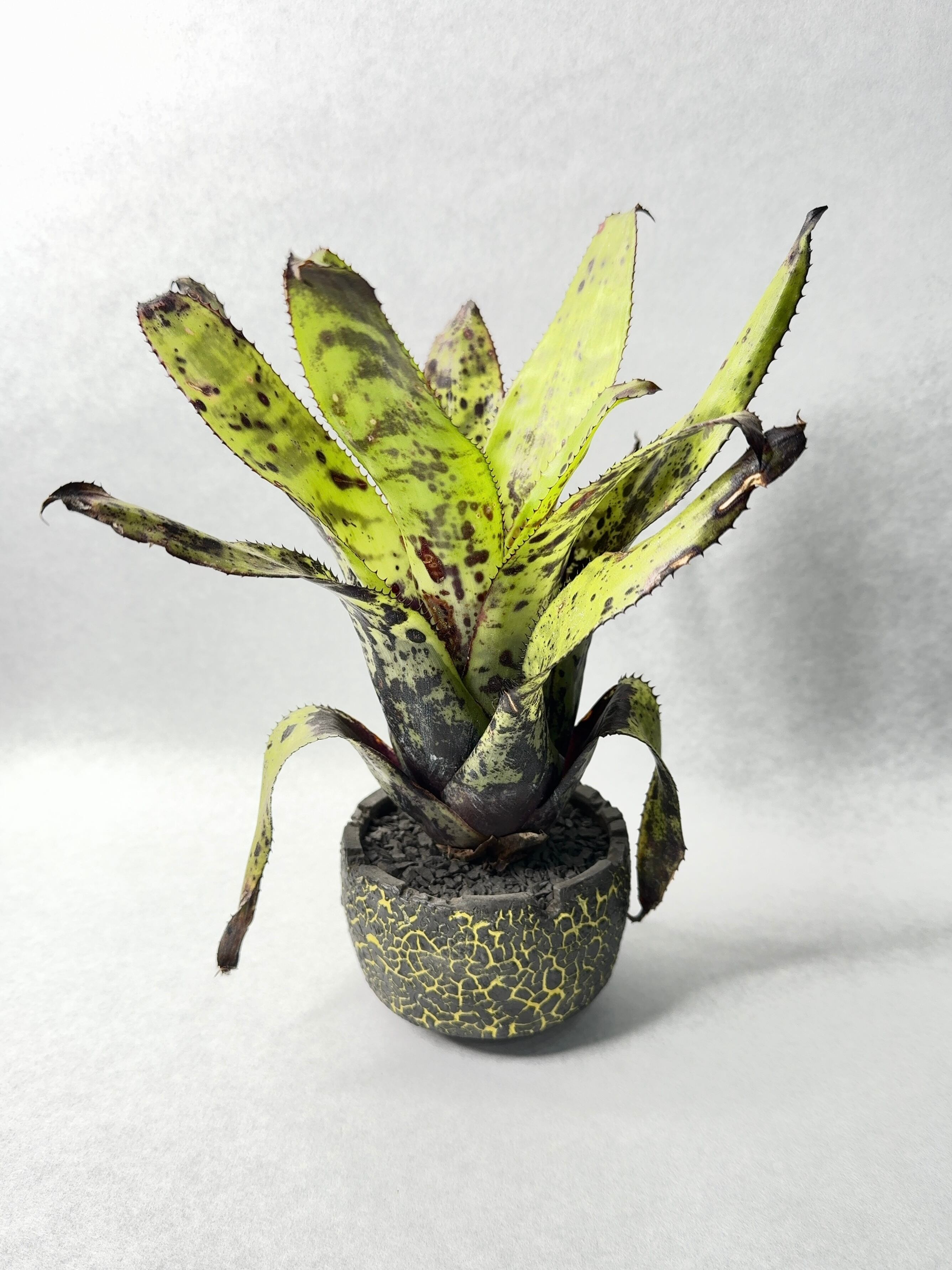 エクメア・オーランディアナ実生