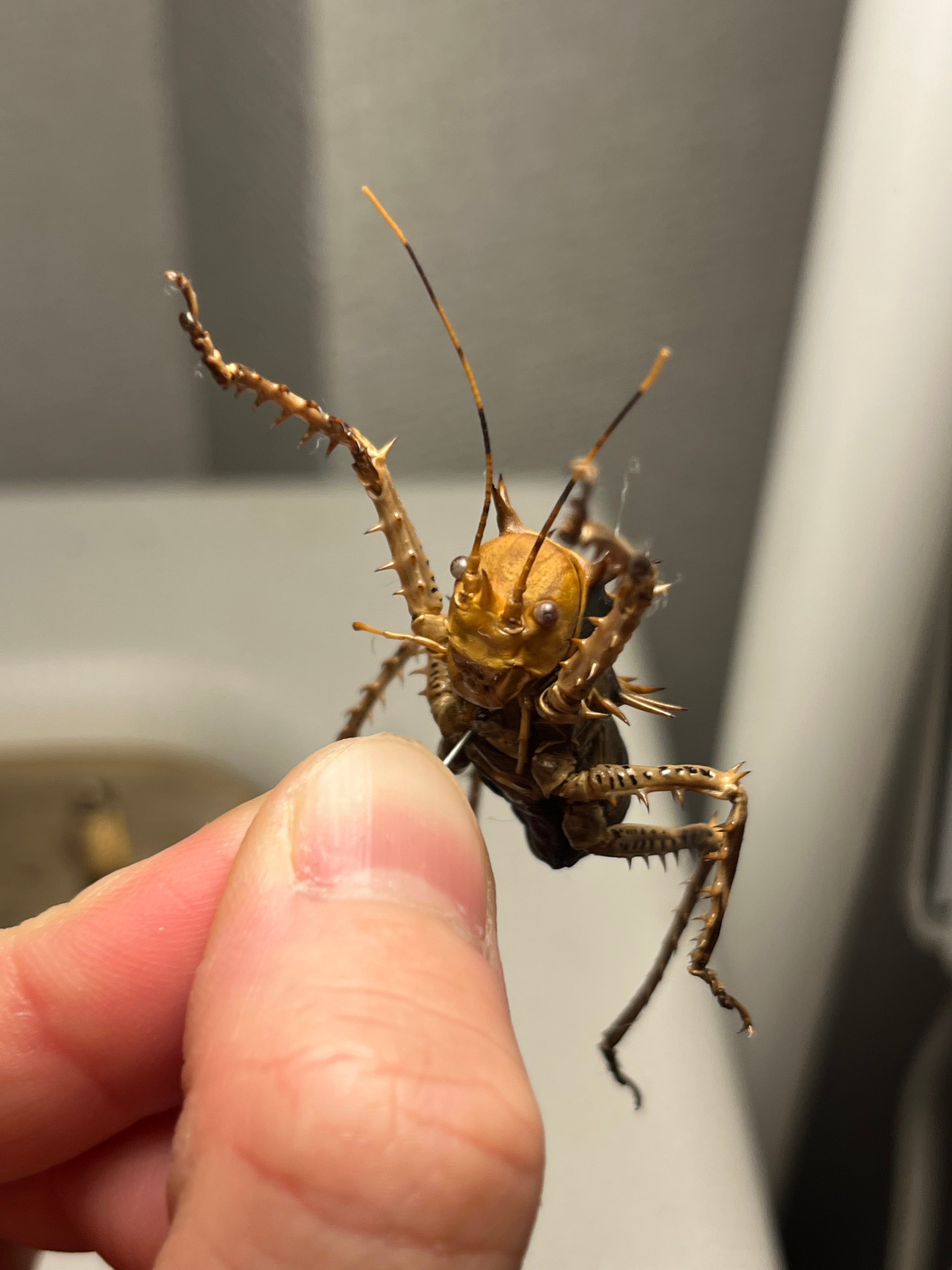 33mm】アーマードクリケット 武装コオロギ ドラゴンヘッドコオロギ