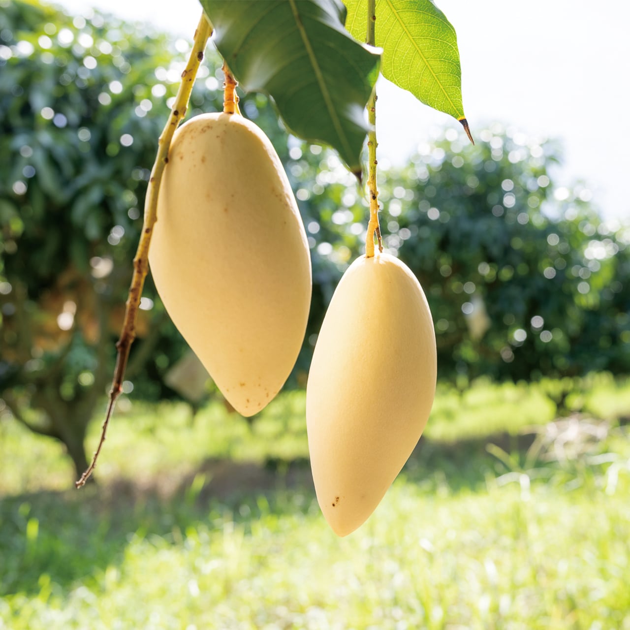 マンゴー 3袋セット】 セブ島 ドライマンゴー 80g×3｜クリックポスト｜マンゴー