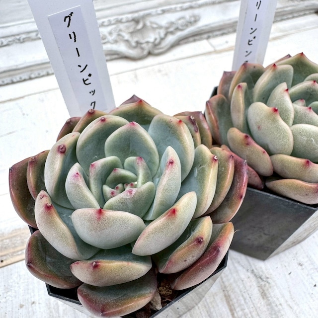 【エケベリア】グリーンピック ｜多肉植物,寄せ植え,おしゃれ,かわいい