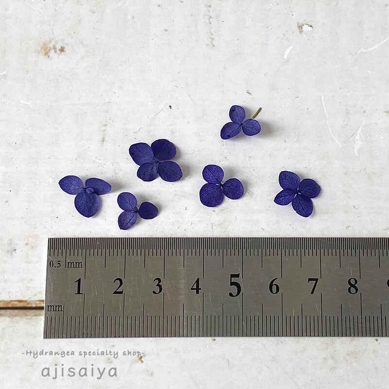 小さなあじさい 花びら 国産 アナベル ネイビーブルー 枚 小さなあじさいのお福分け アジサイ 紫陽花 自然素材こわけ専門店 あじさいや