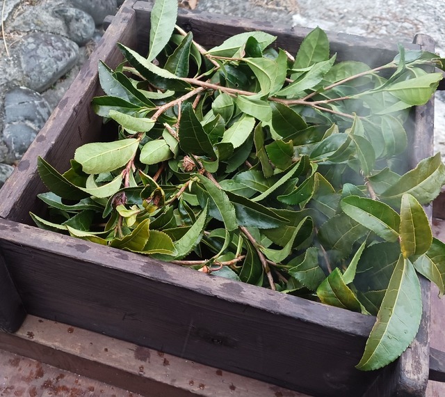 おひさま寒茶　リーフ5g