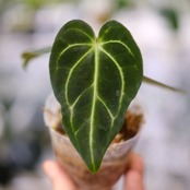 アンスリウム・レガレ / Anthurium Regale⑰│観葉植物