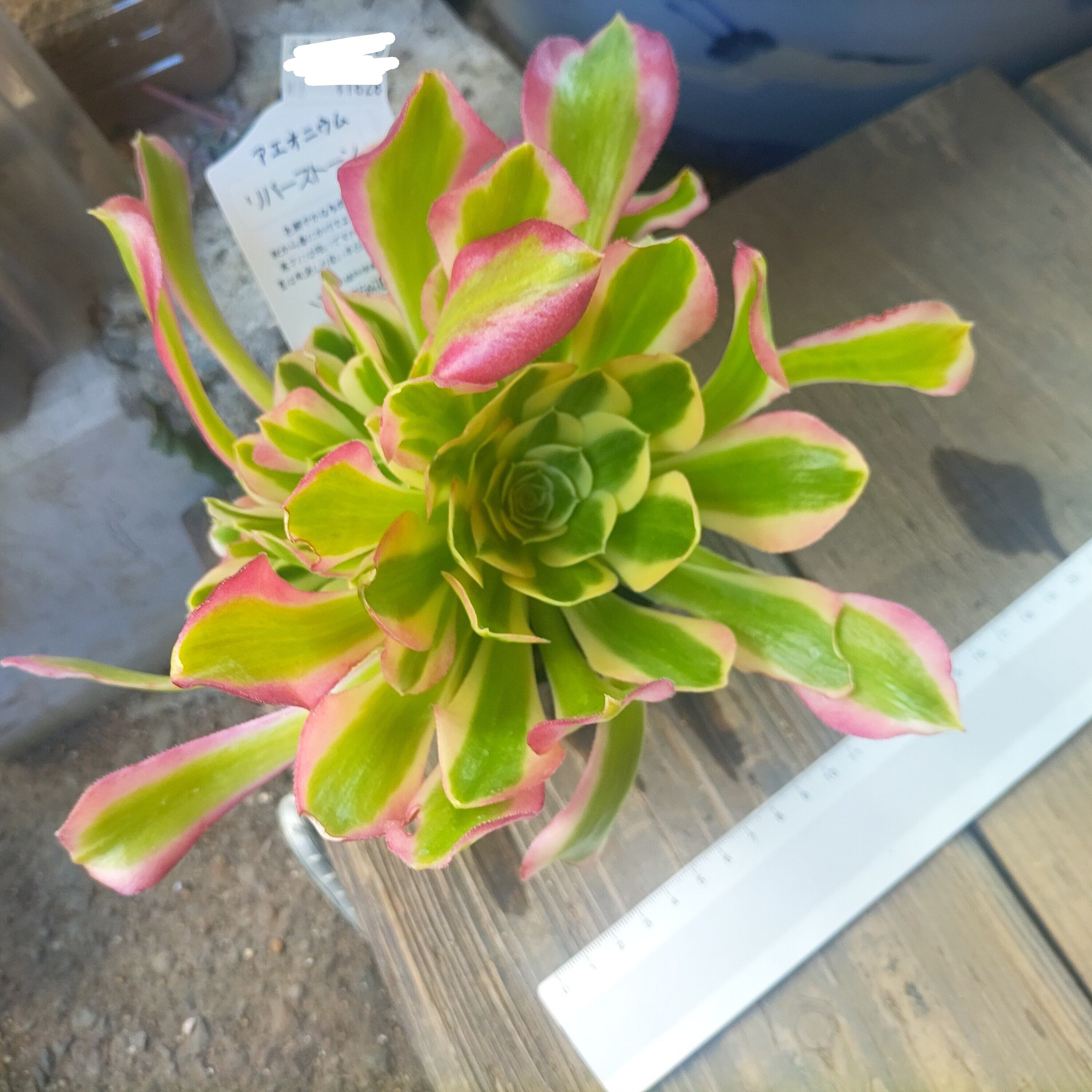 リバーストーン(アエオニウム) | RuPo 多肉植物専門店