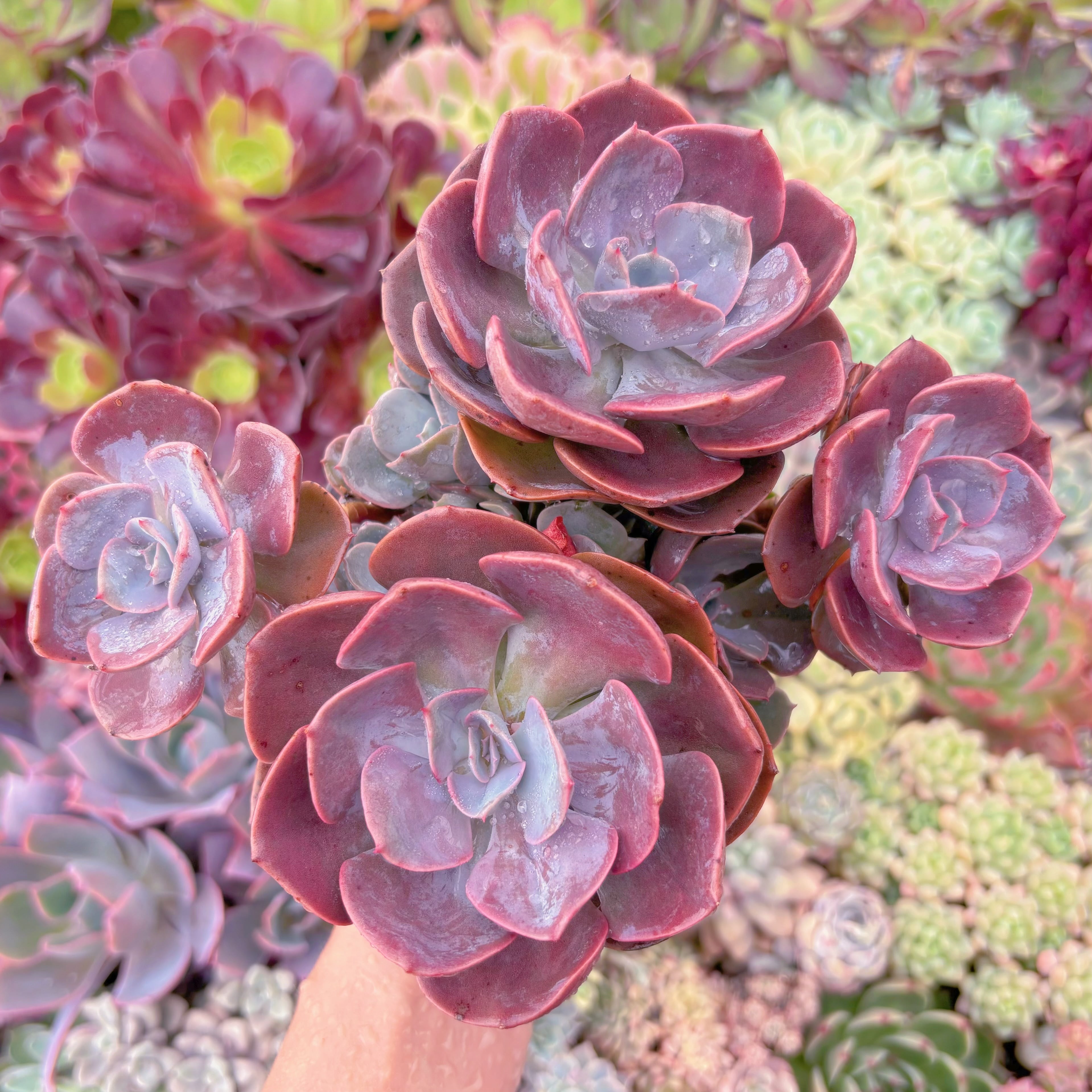 現品　Dusty Rose#885　群生　るる農園