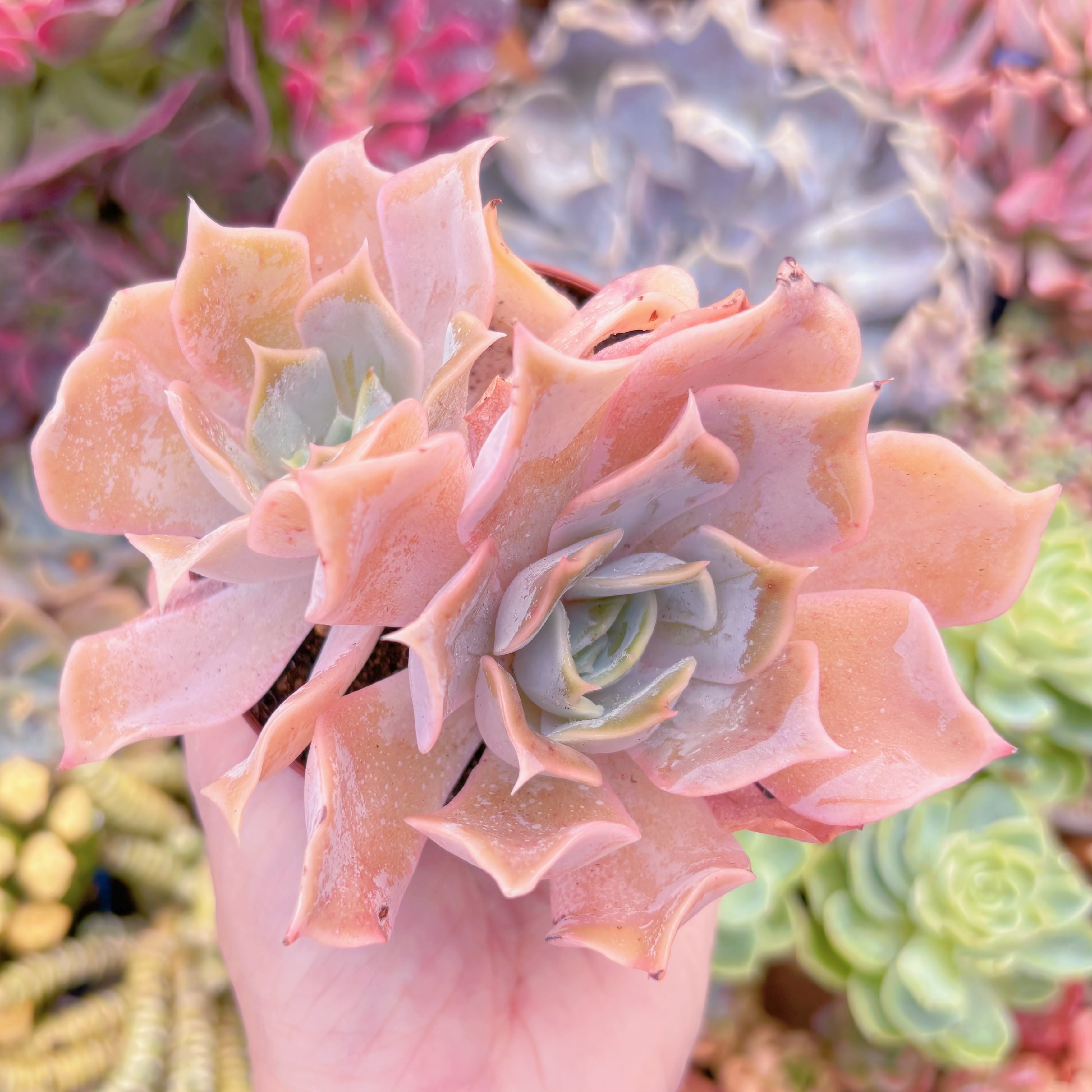 現品　クジラ#666　るる農園