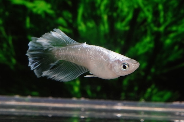 【1ペア】レーヴ光体型