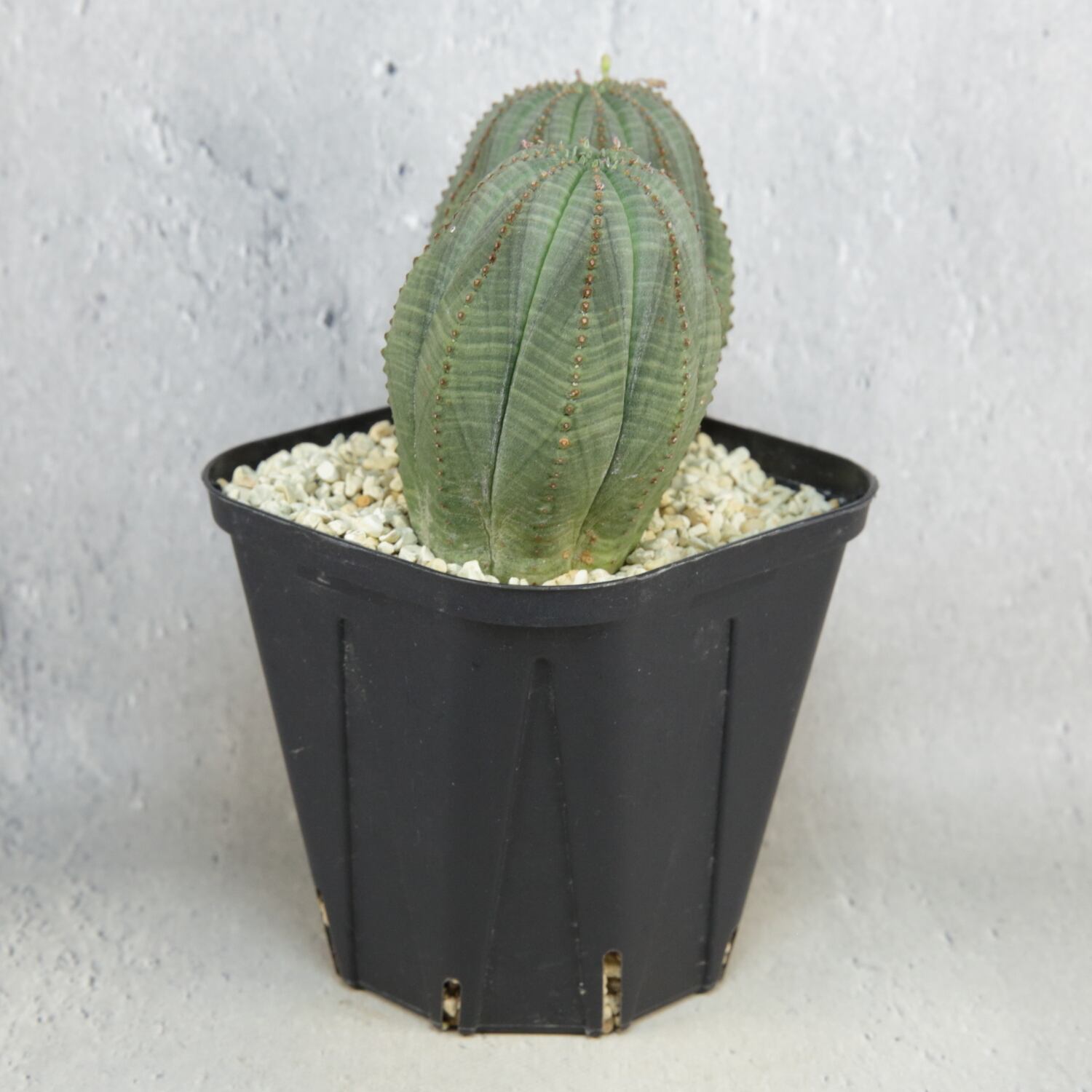 オス株 ダブルヘッド オベサ / ユーフォルビア | LIGHTHOUSE