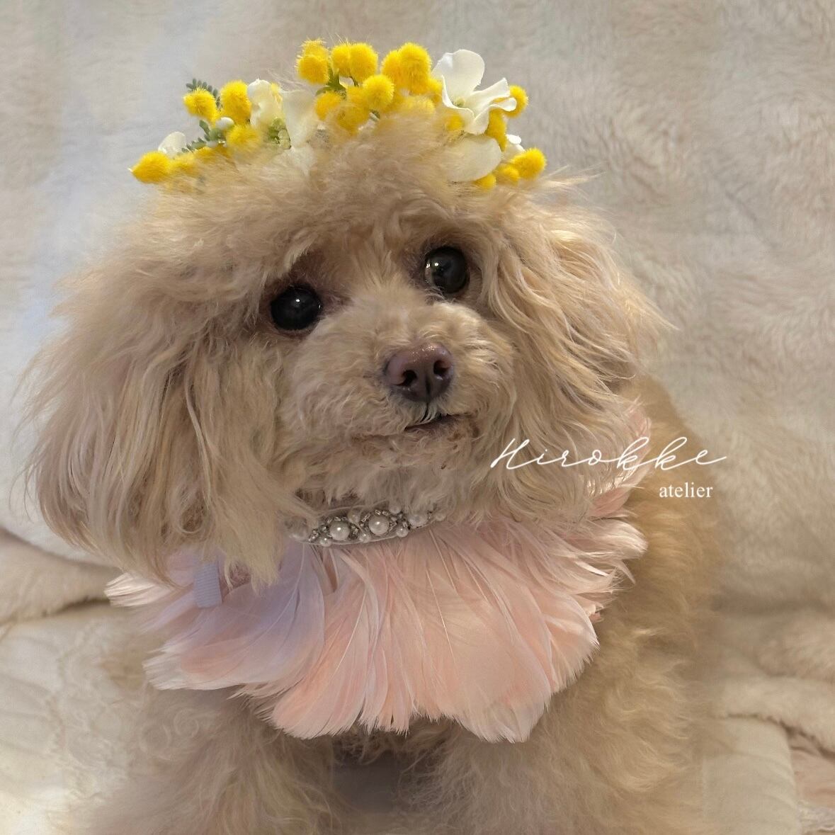 抽選販売 】今季ラスト 16㎝ Happy Mimosa 2026 Flower crown わん
