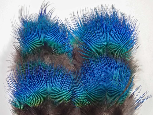 Peacock Blue Neck BULK-PACK 1g / ブルーネック バルクパック1g