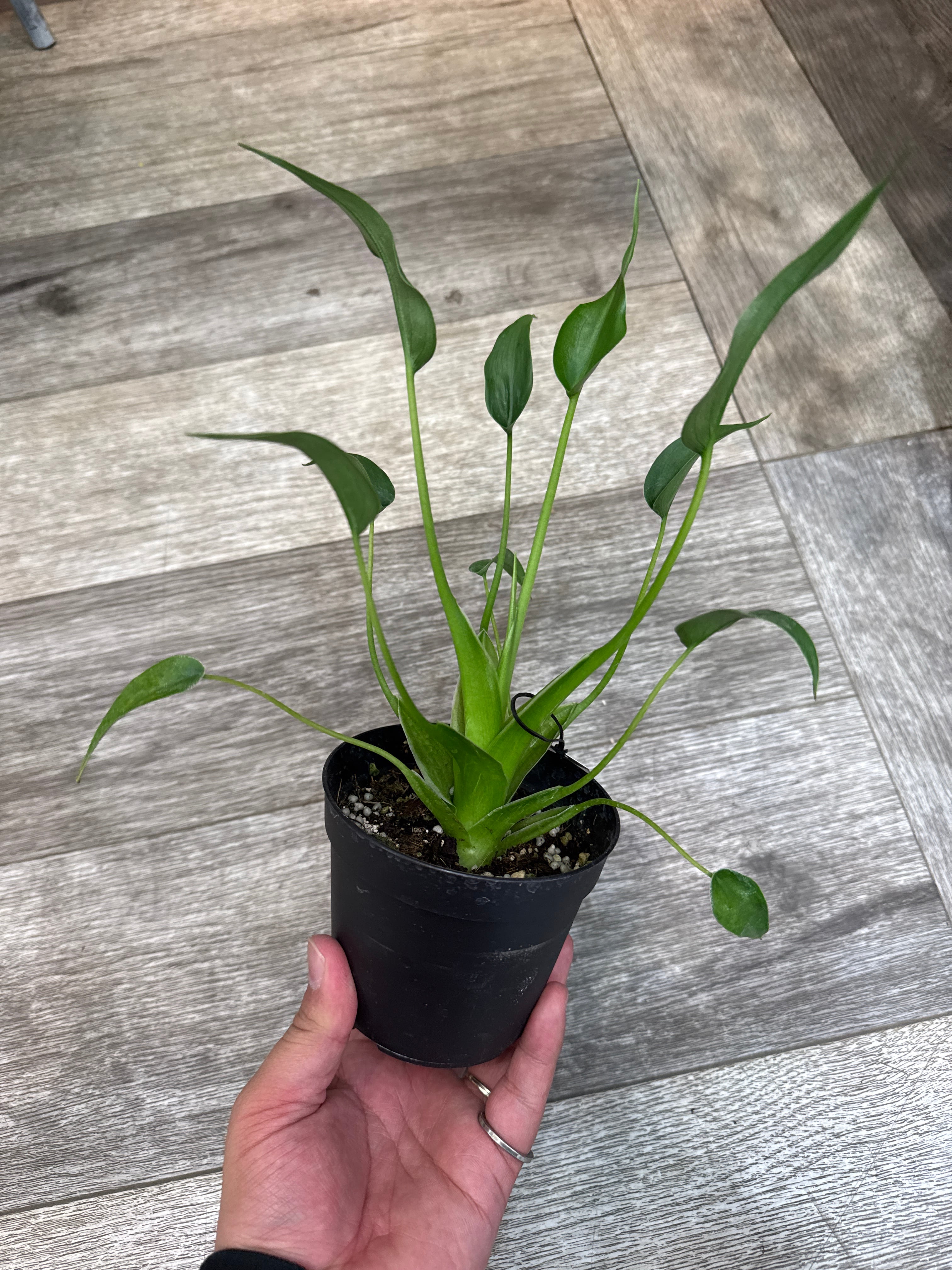 アロカシア タイニーダンサー | Gardenえん 【観葉熱帯植物】
