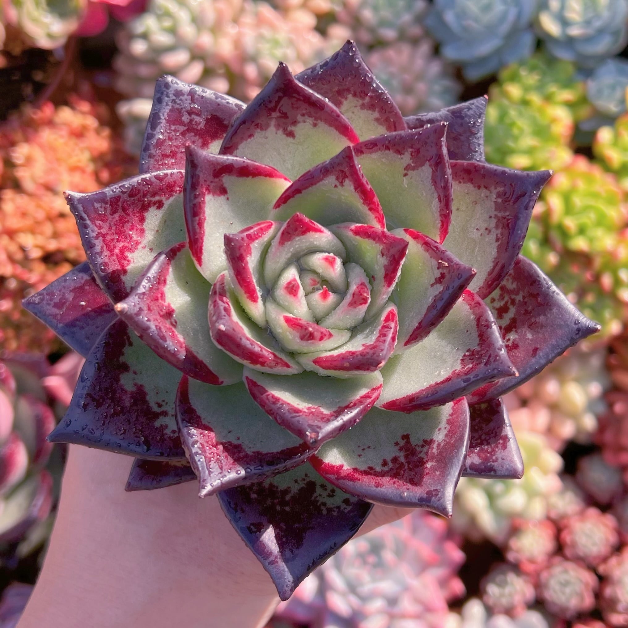 現品　黒魔王#3017　新入荷　特大　るる農園